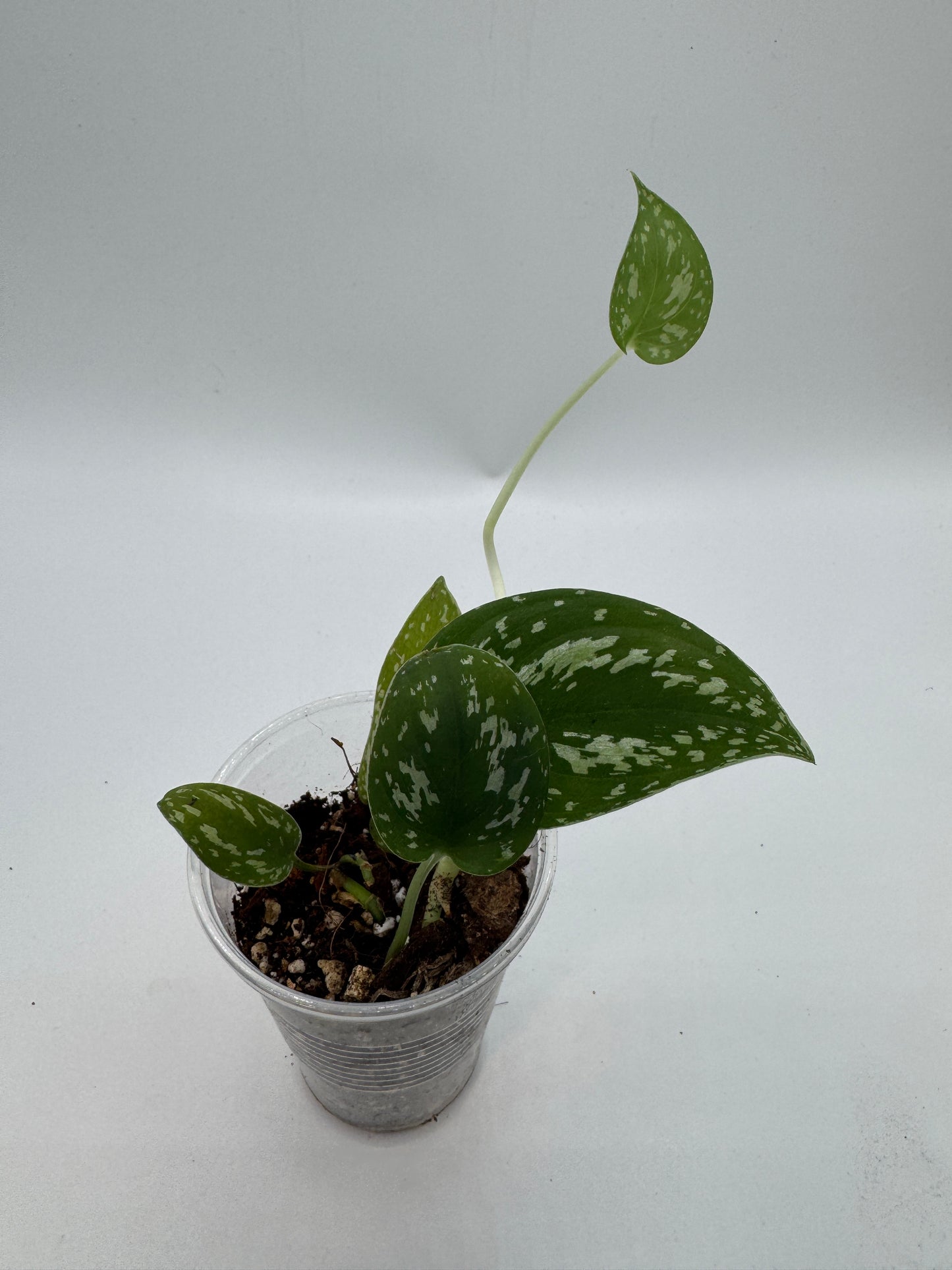 Scindapsus tricolor