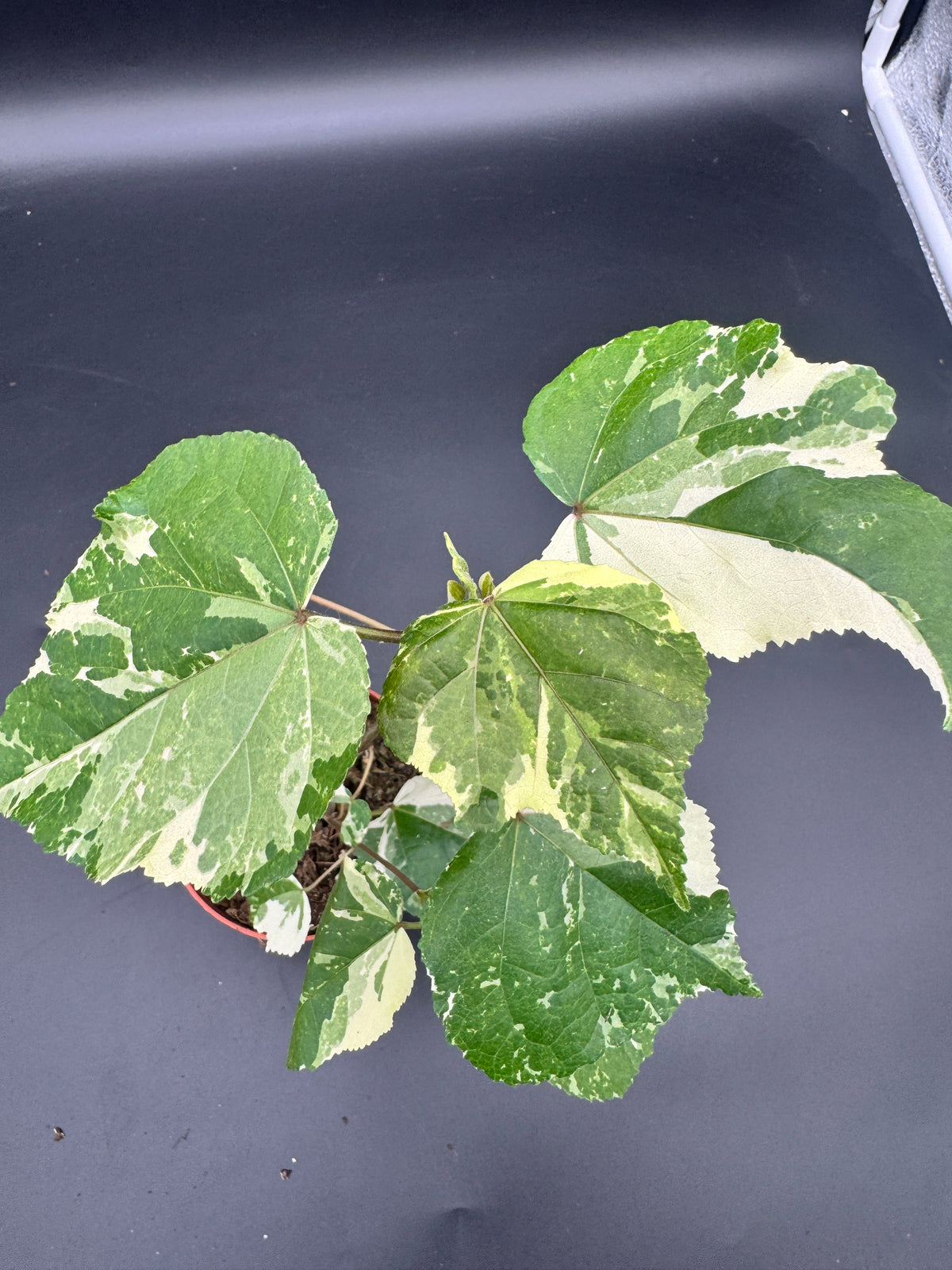 Hibiscus tiliaceus ‘Variegata