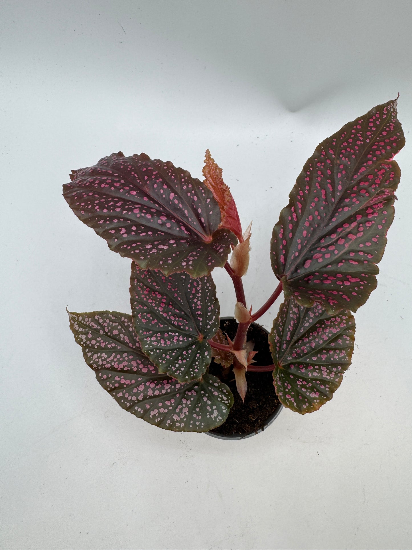 Begonia Angel Wings Benigo pink