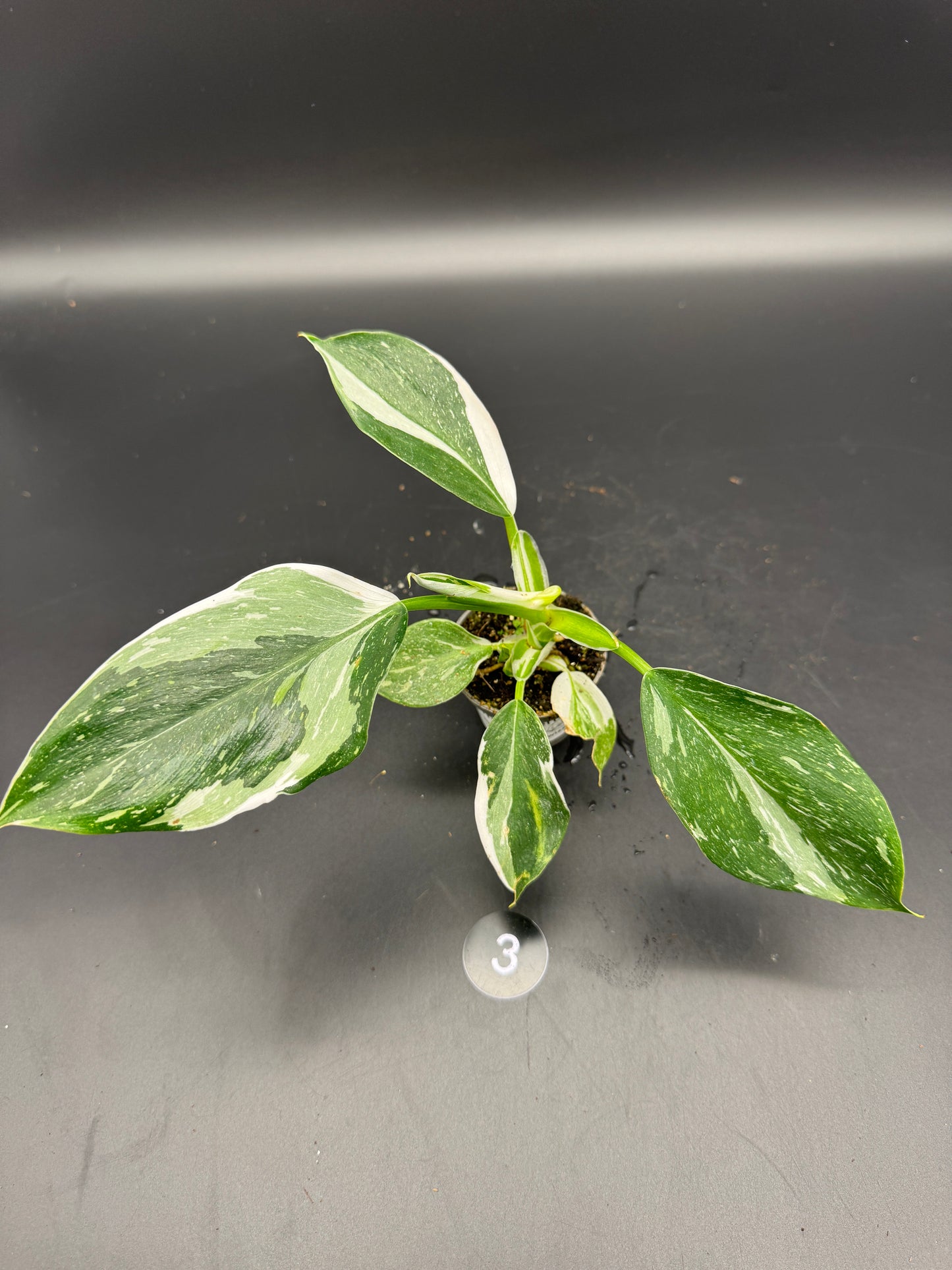 Philodendron White wizard