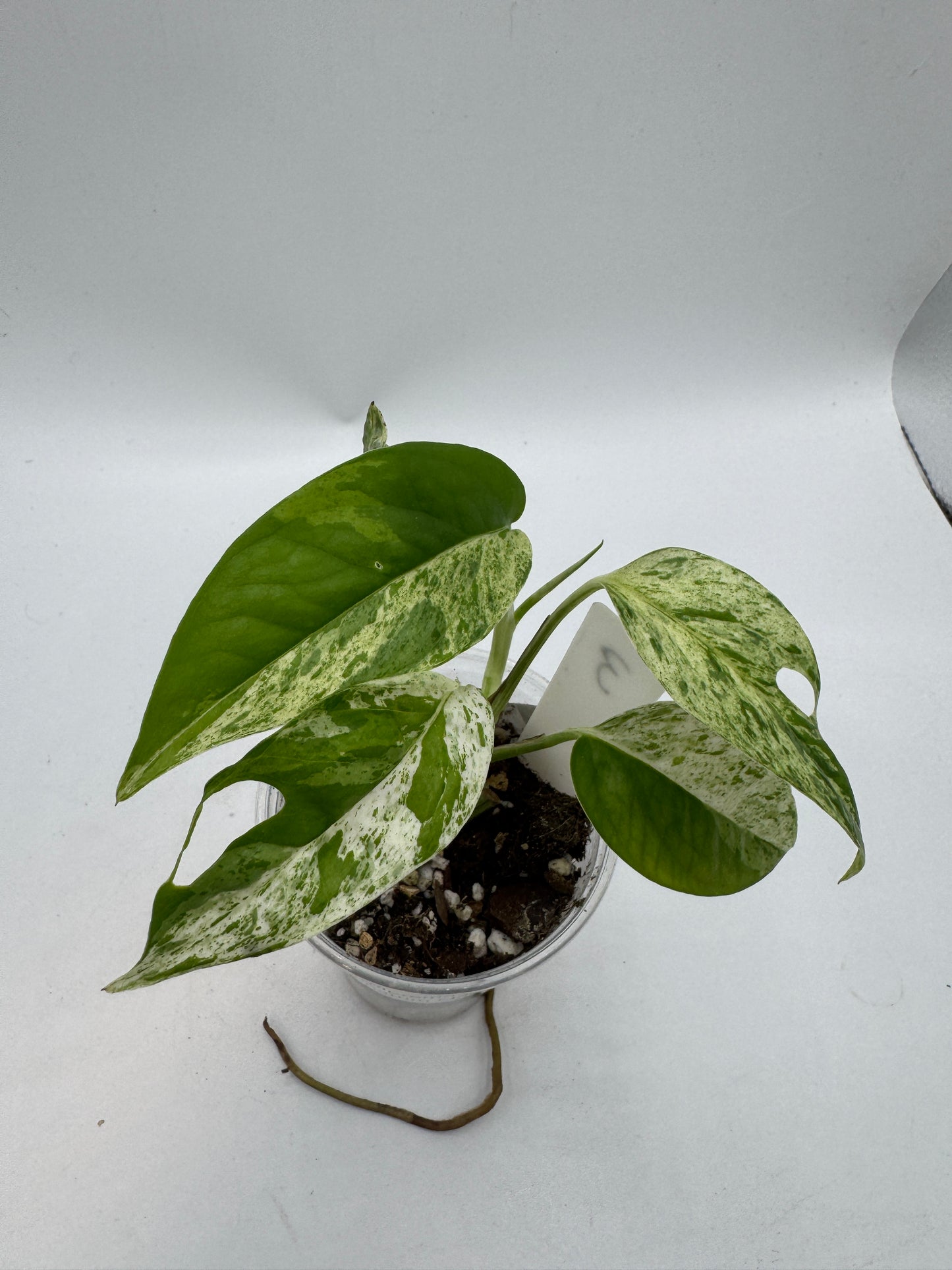 Epipremnum pinnatum marble