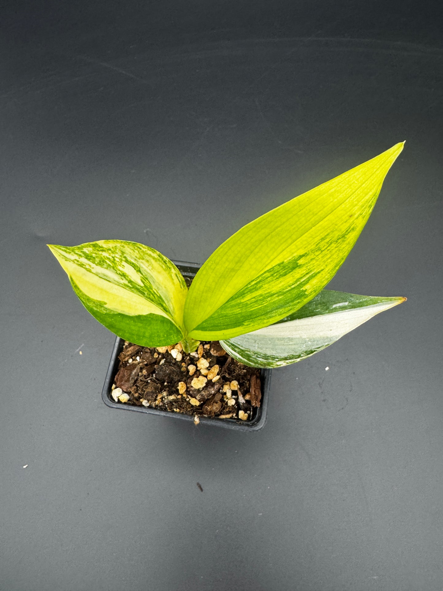 Epipremnum amplissimum Aurea