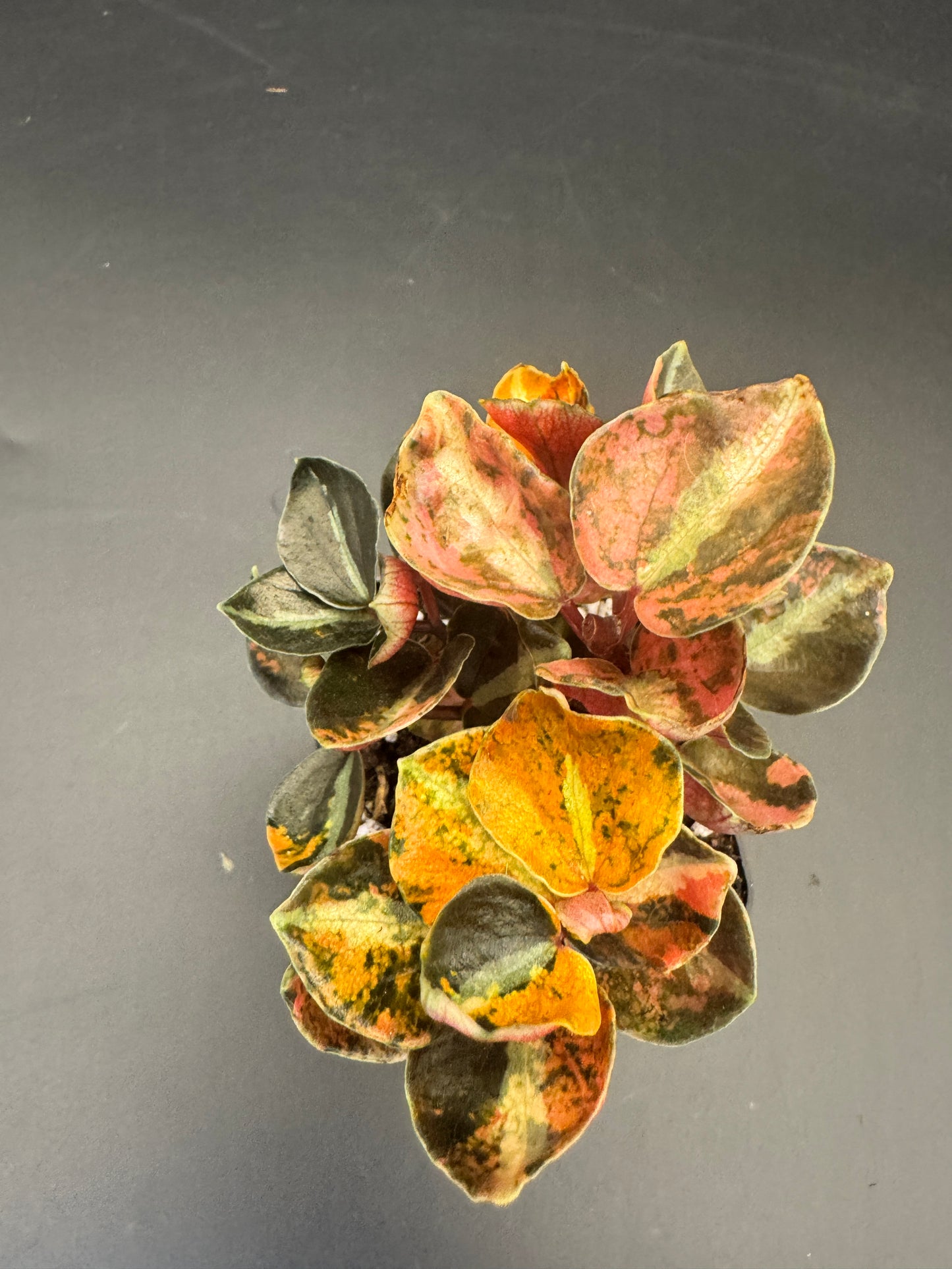 Peperomia Creme brulee