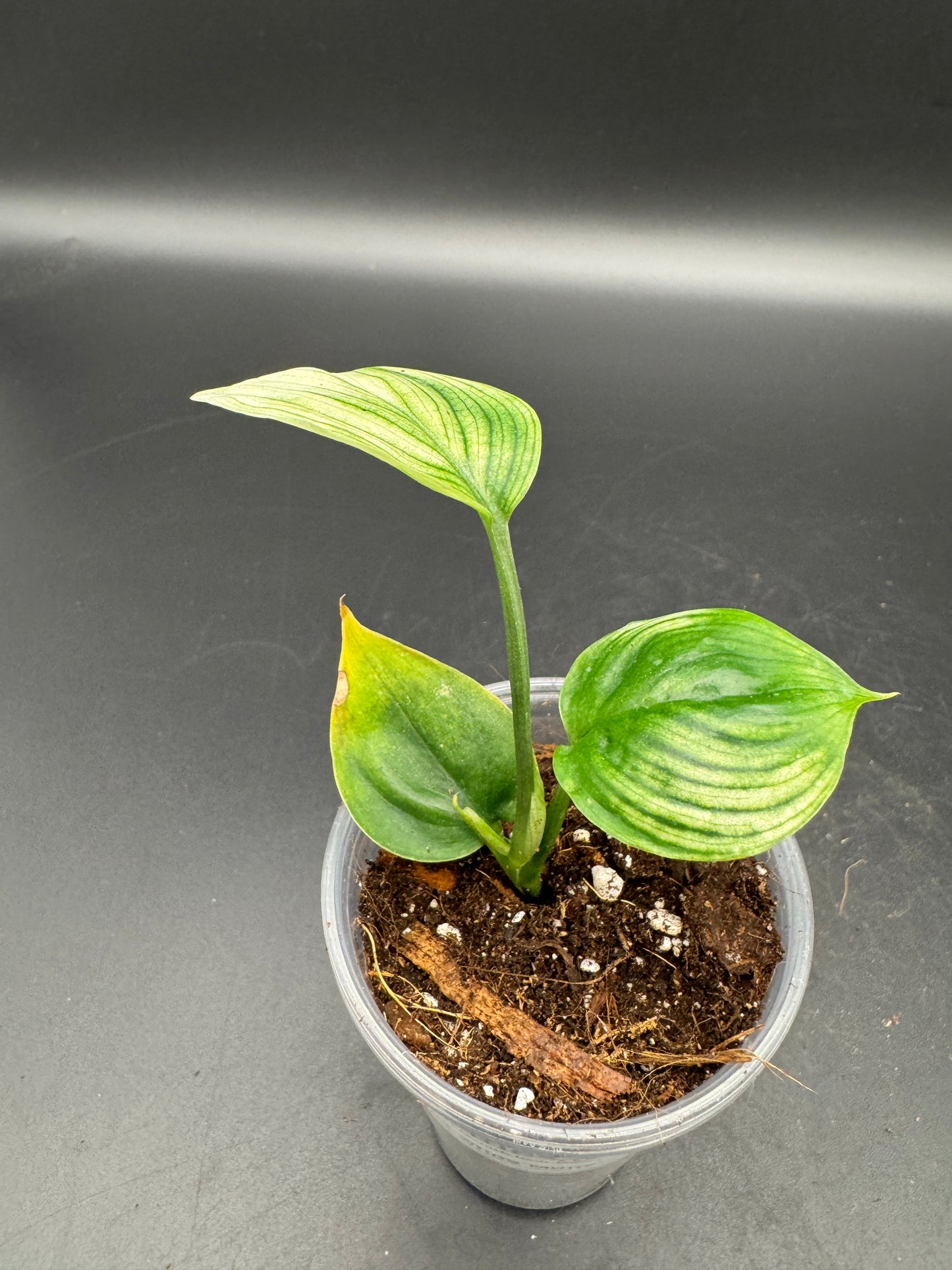 Scindapsus White Monster