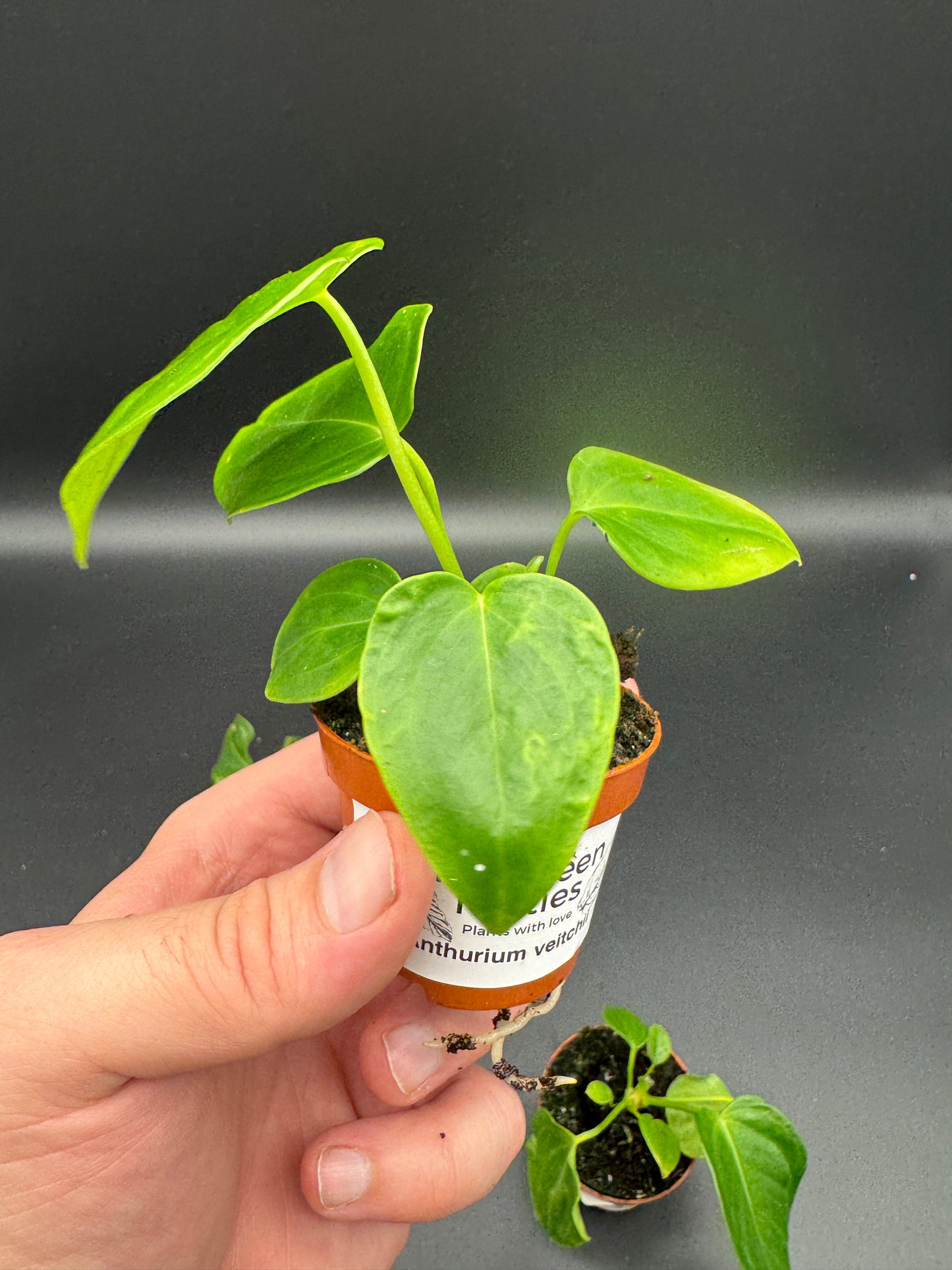 Anthurium Veitchii