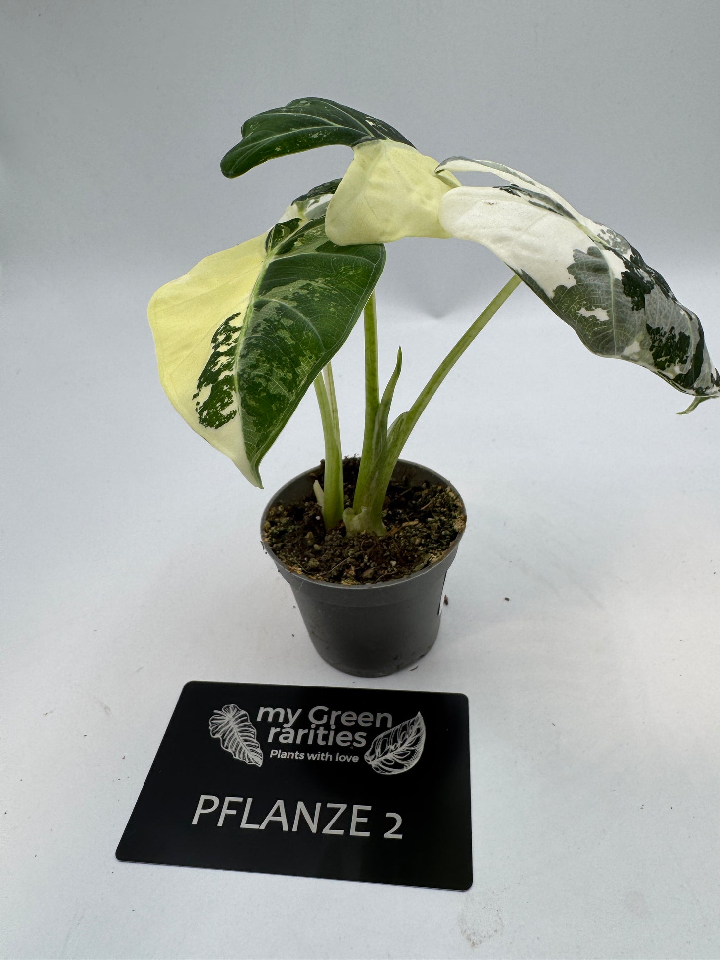 Alocasia Frydek variegata