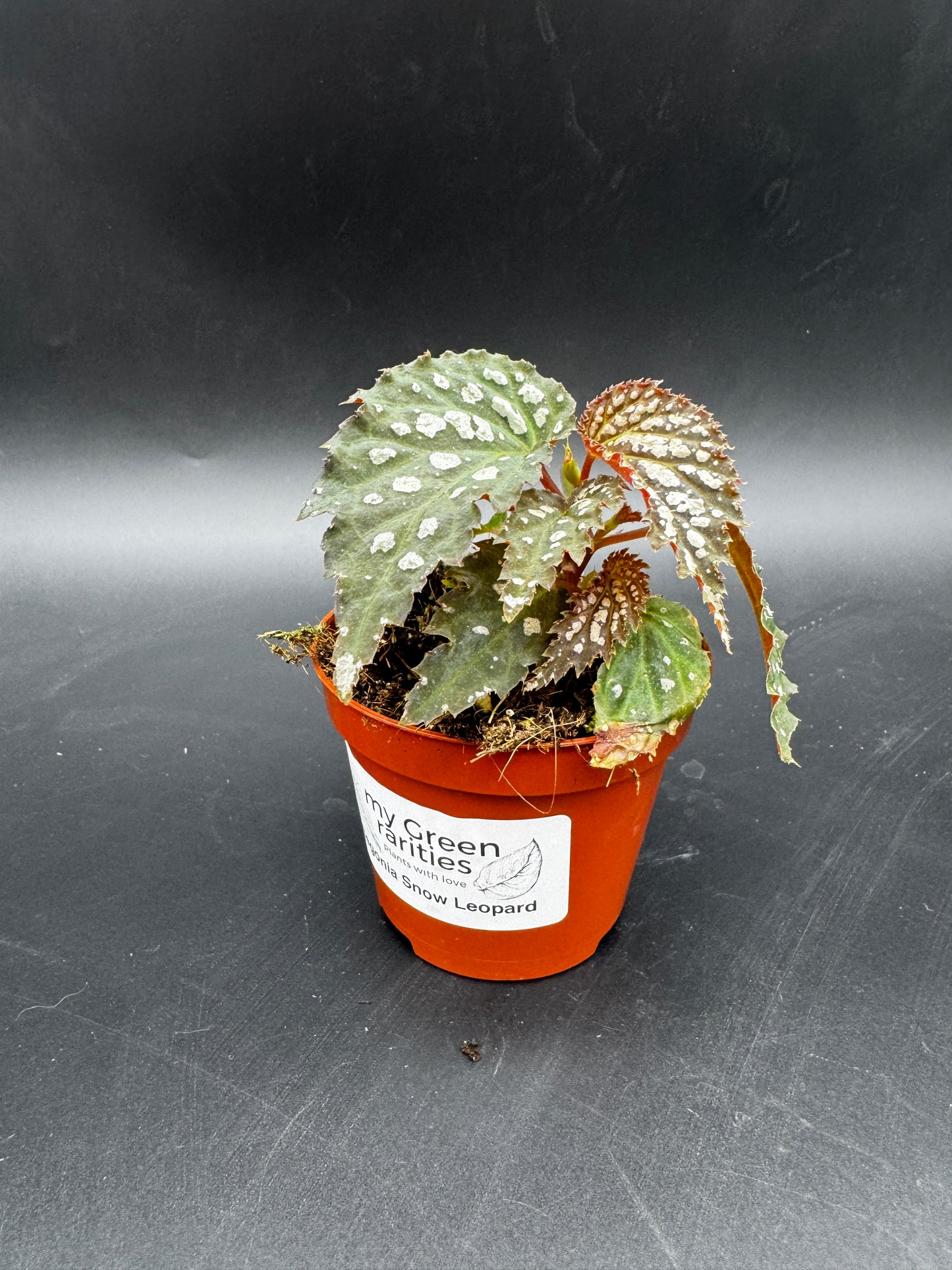 Begonia Snow Leopard