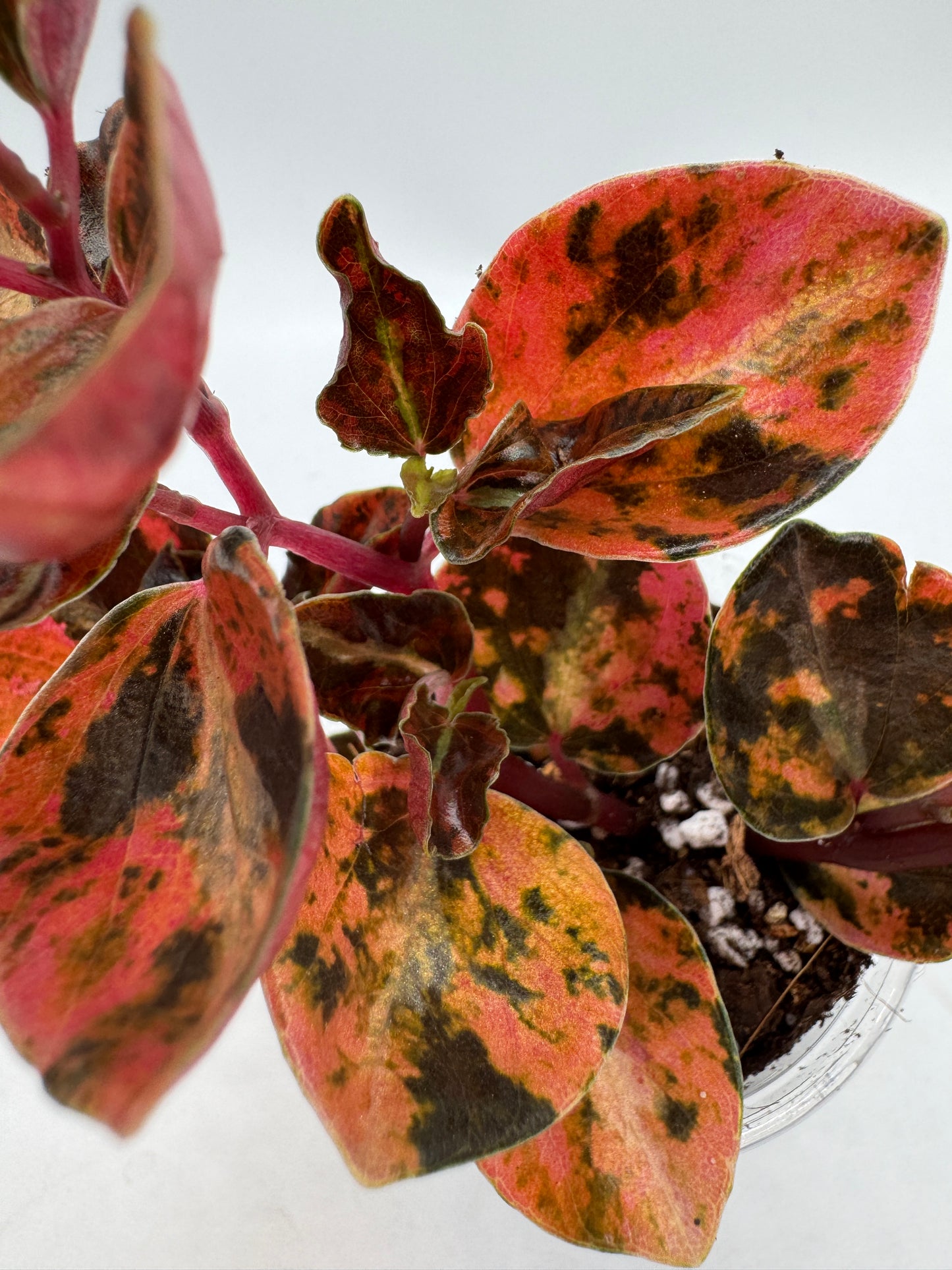 Peperomia Creme brulee