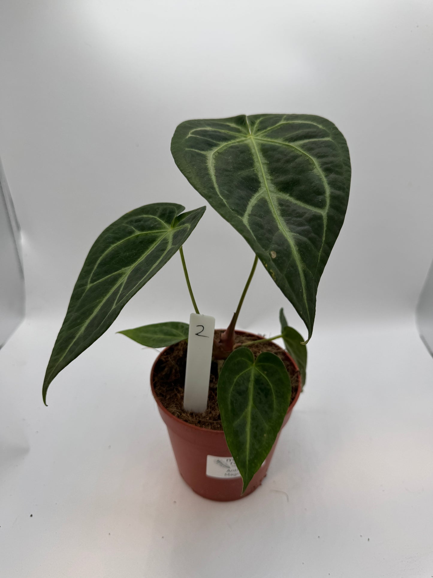 Anthurium magnificum