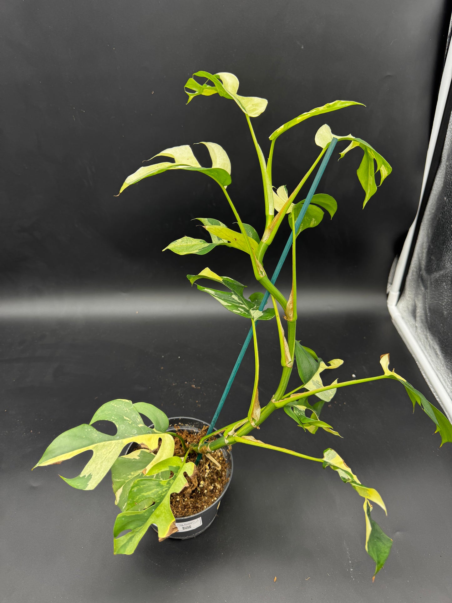 Rhaphidophora tetrasperma variegata