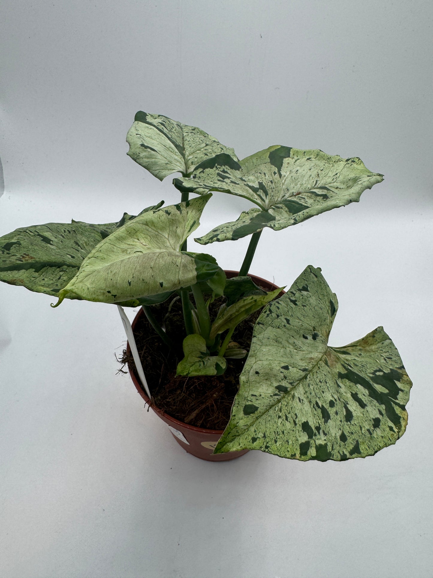 Syngonium Green Splash/ Grey Ghost