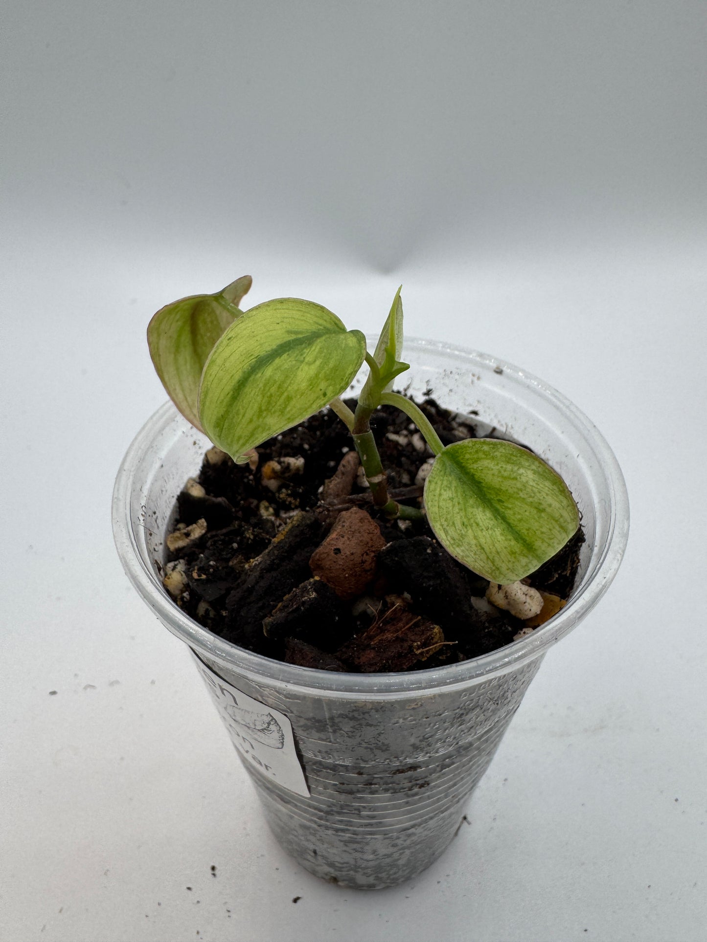 Philodendron Micans mint var.