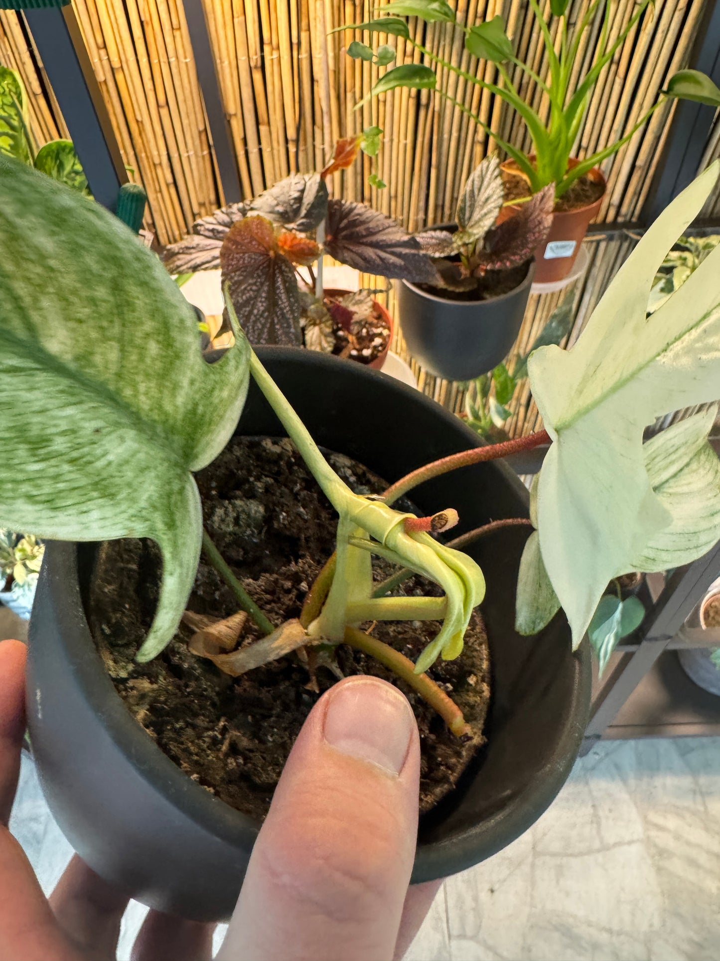 Philodendron Florida Ghost