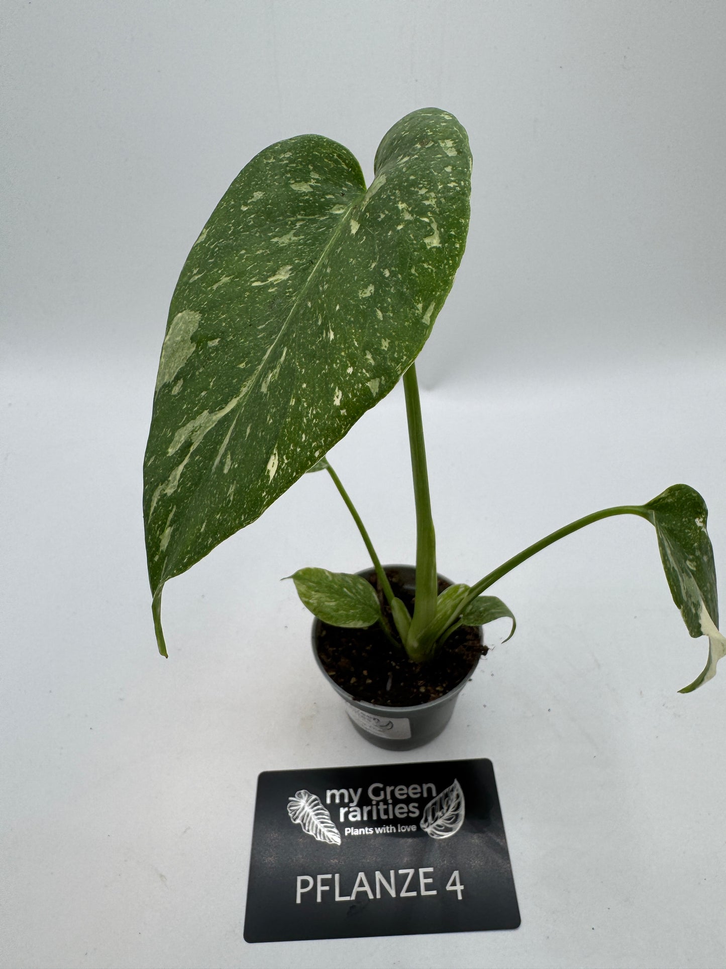 Monstera Thai constelation