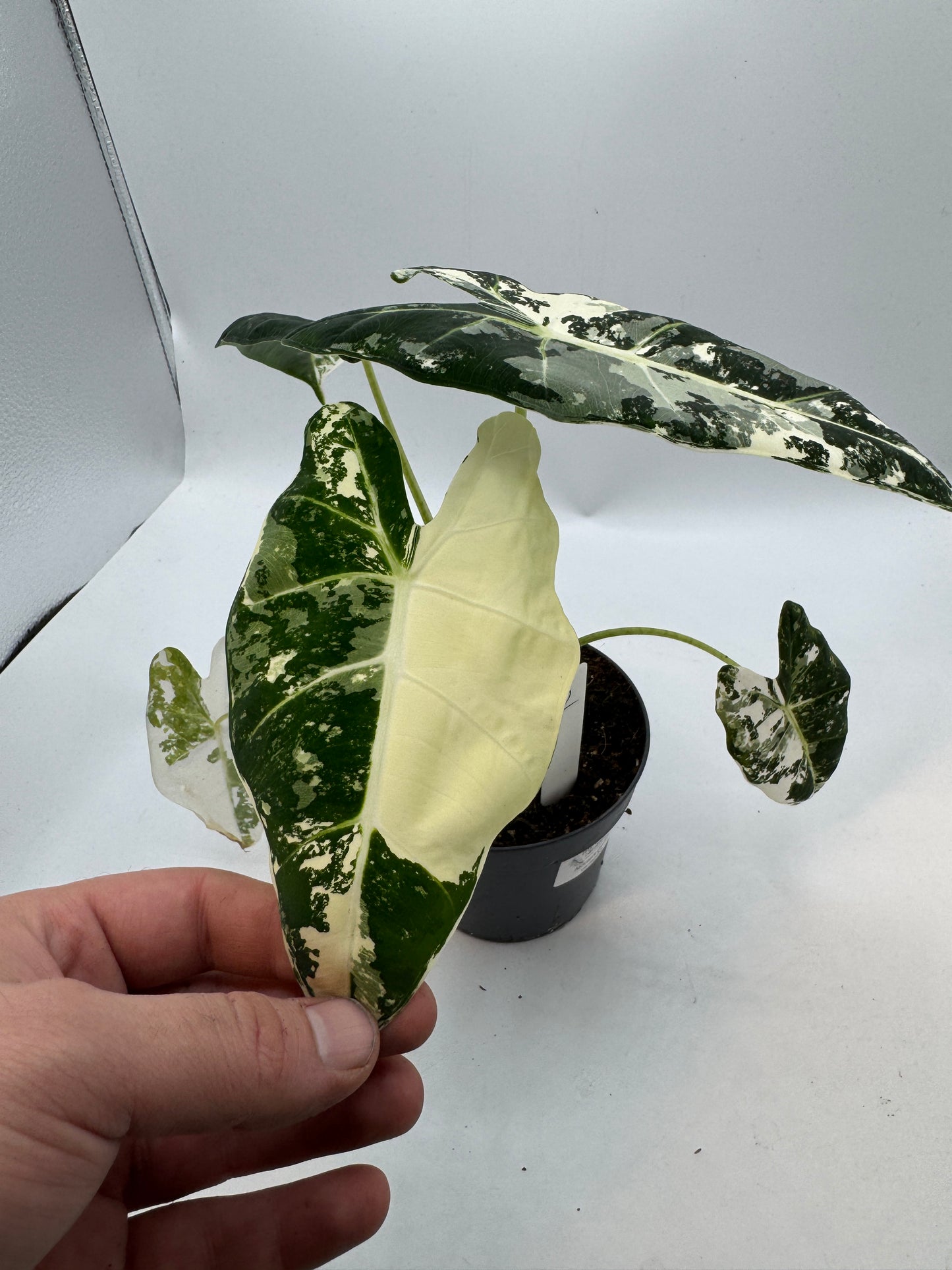 Alocasia Frydek variegata groß