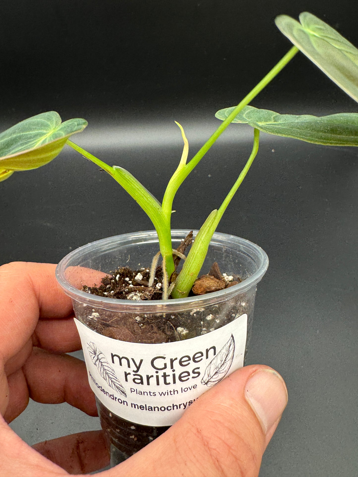 Philodendron melanochrysum variegata