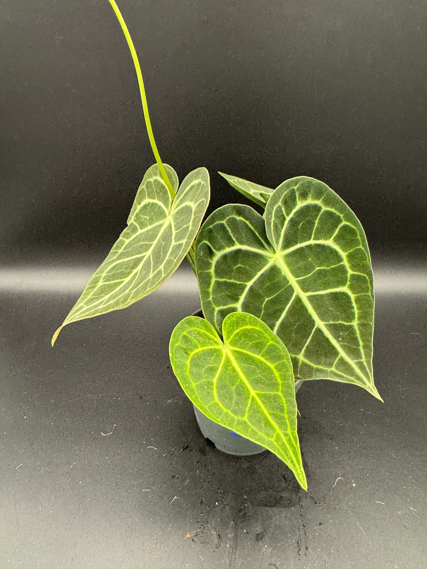 Anthurium clarinervium