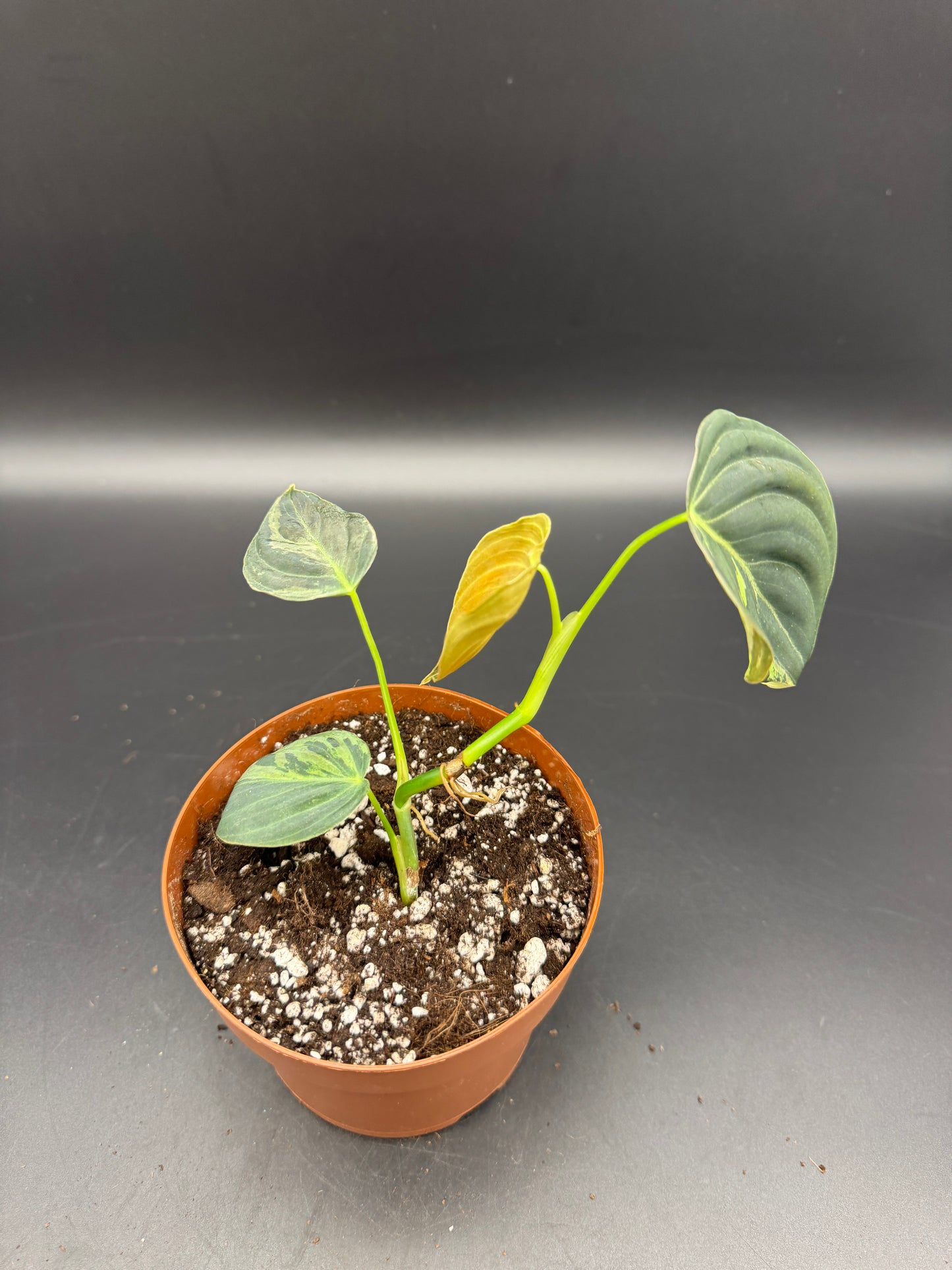 Philodendron melanochrysum variegata