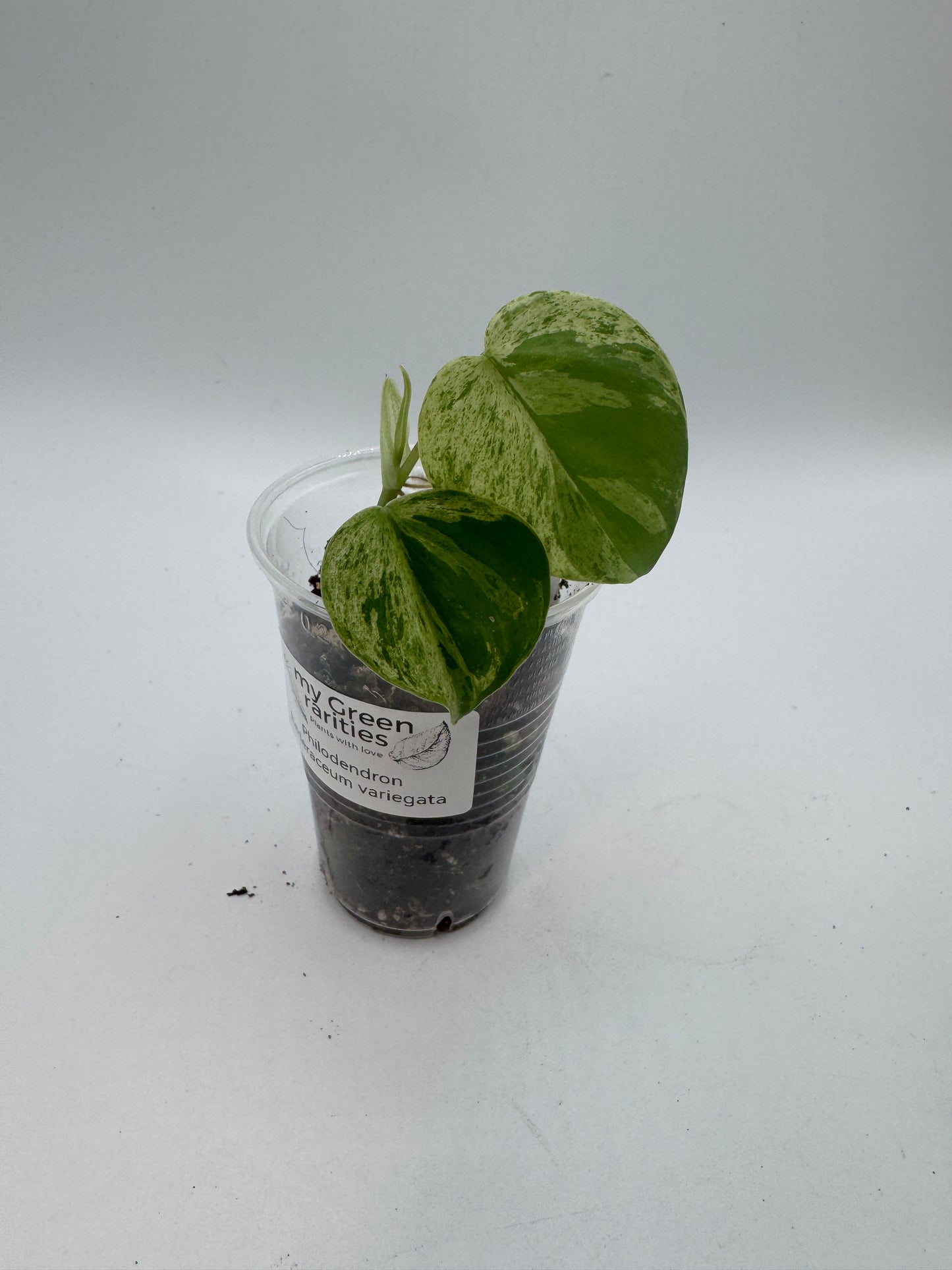 Philodendron hederaceum variegata