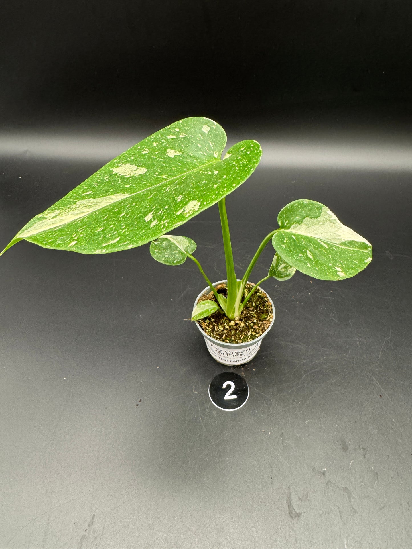 Monstera Thai constelation