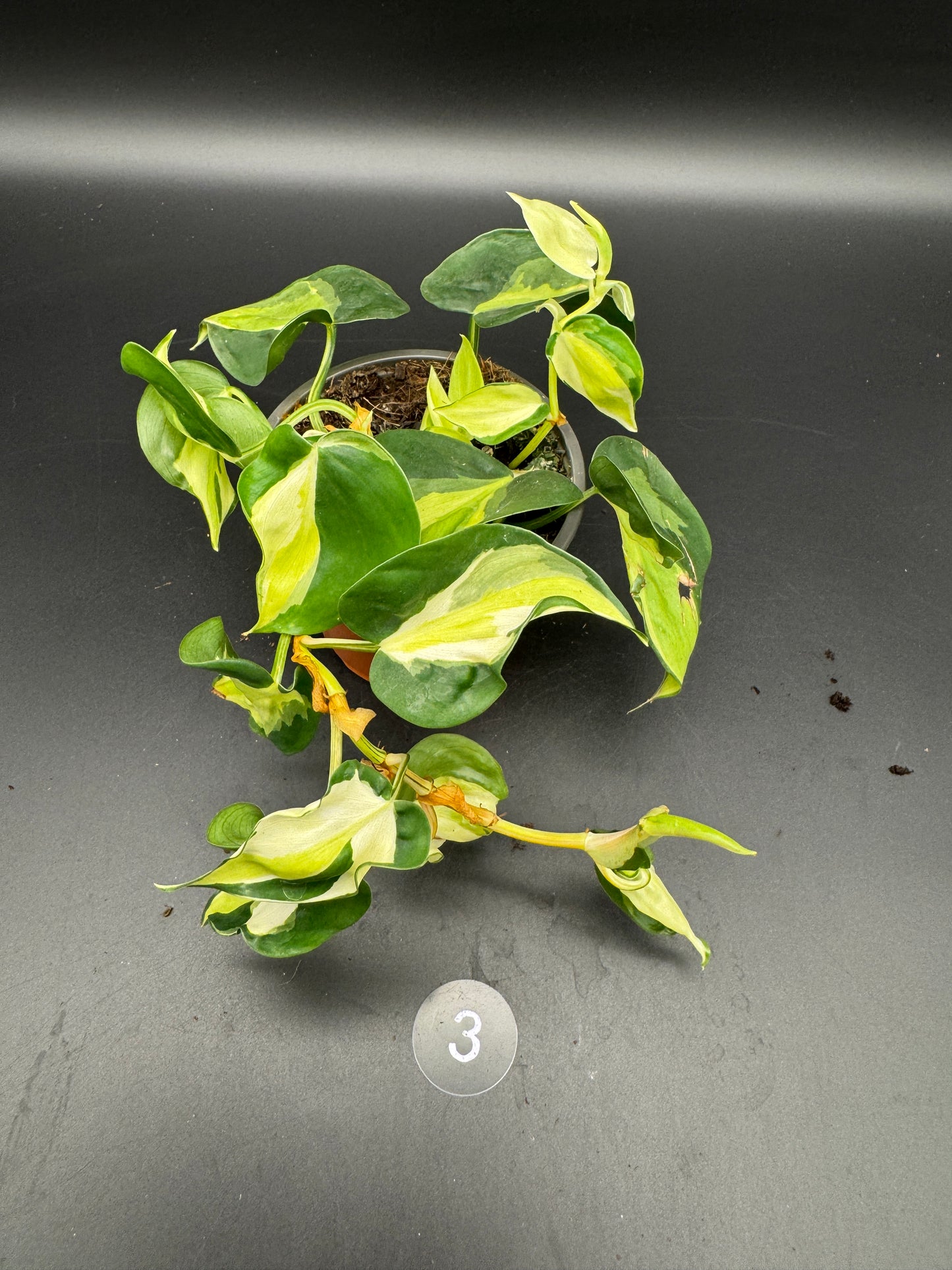 Philodendron Cream Splash