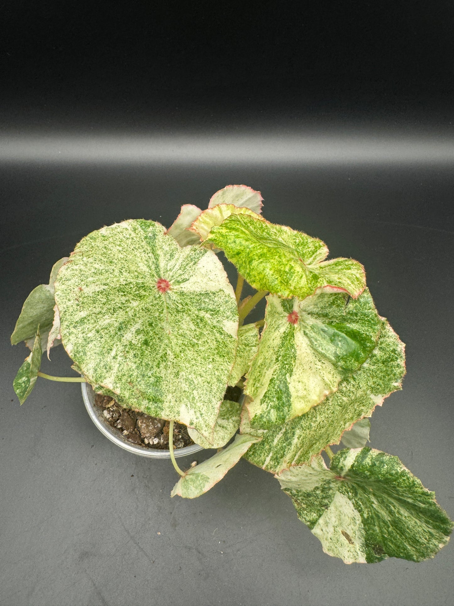 Begonia Rouge variegata