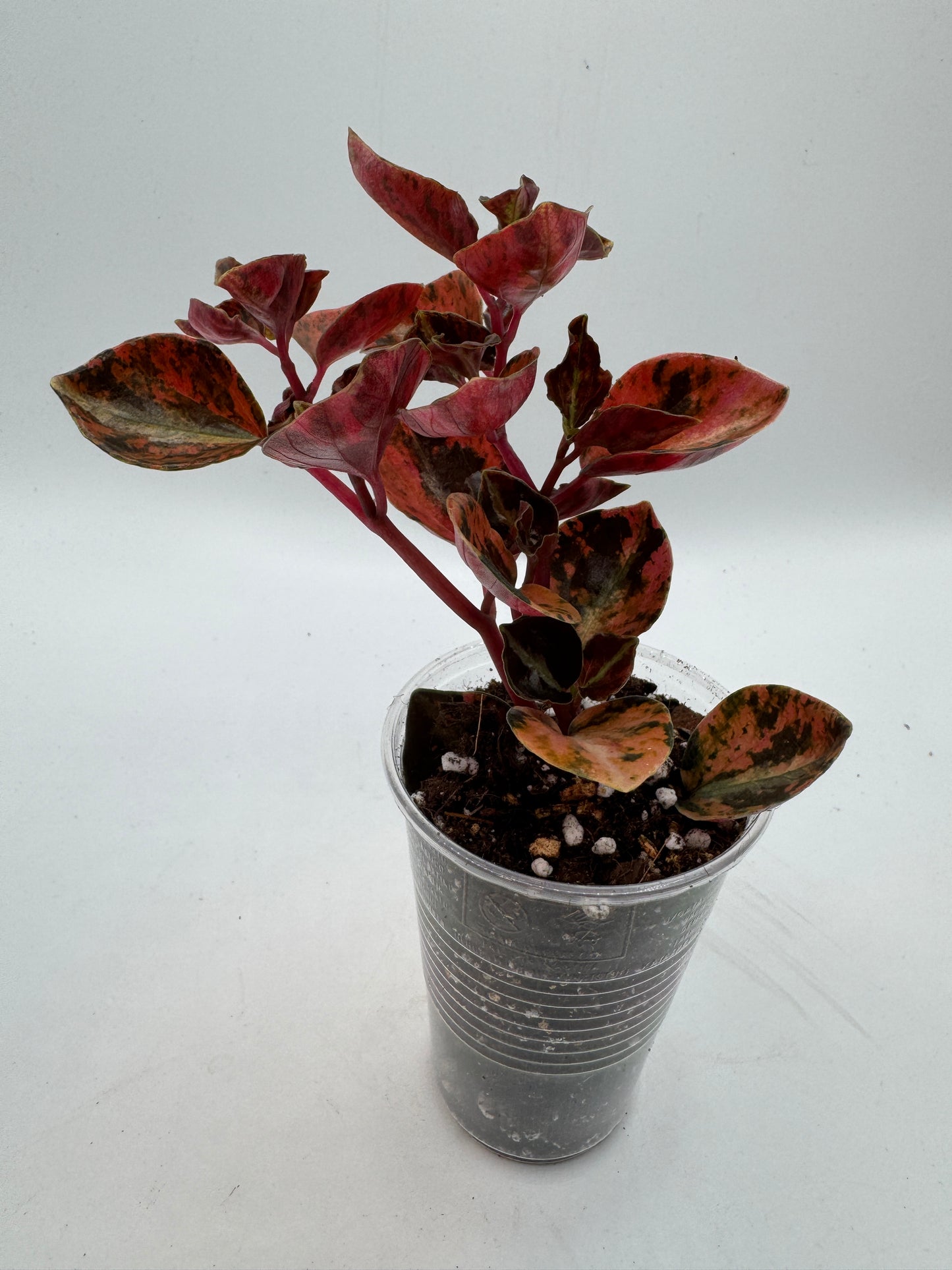 Peperomia Creme brulee