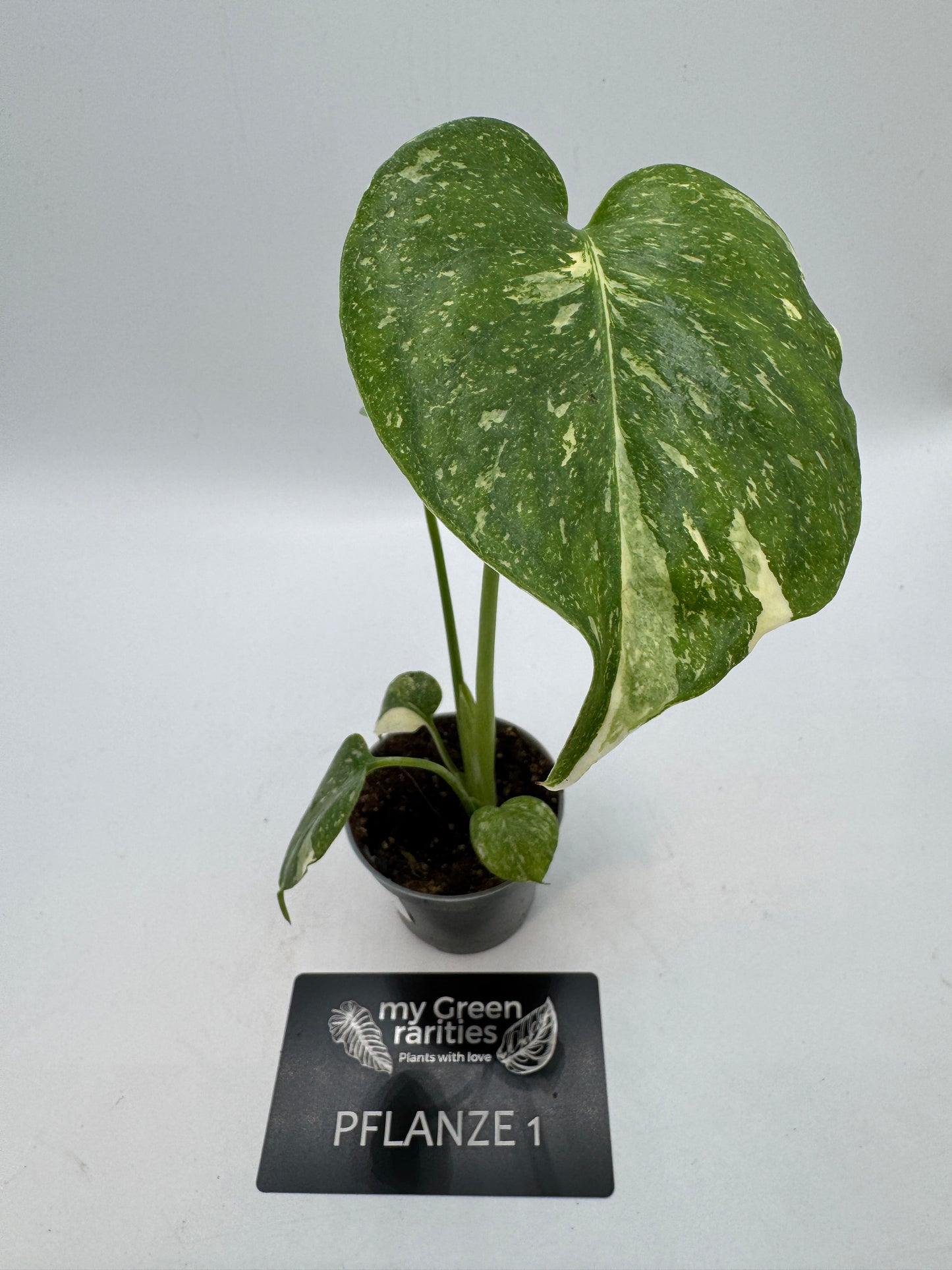 Monstera Thai constelation