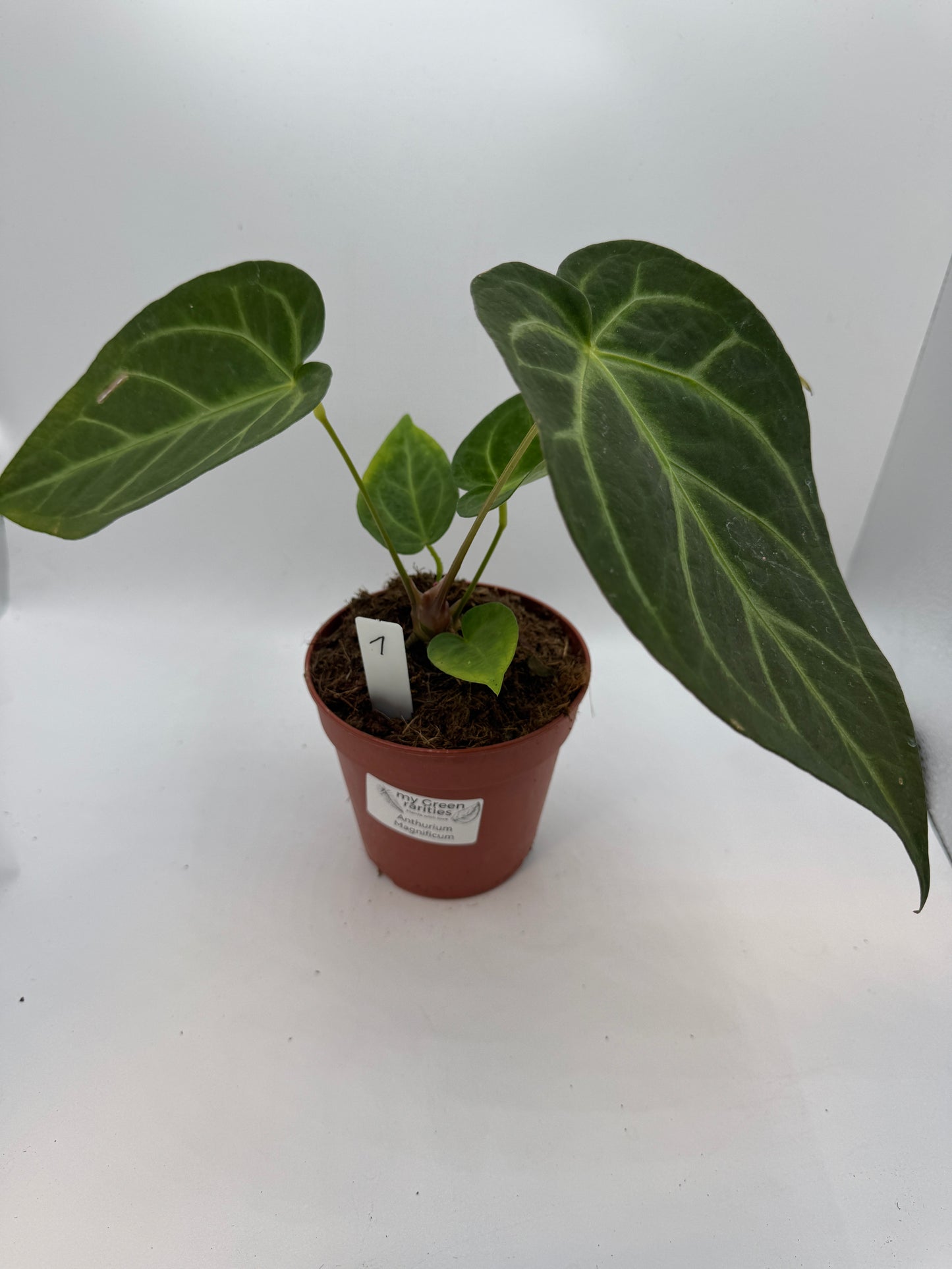 Anthurium magnificum