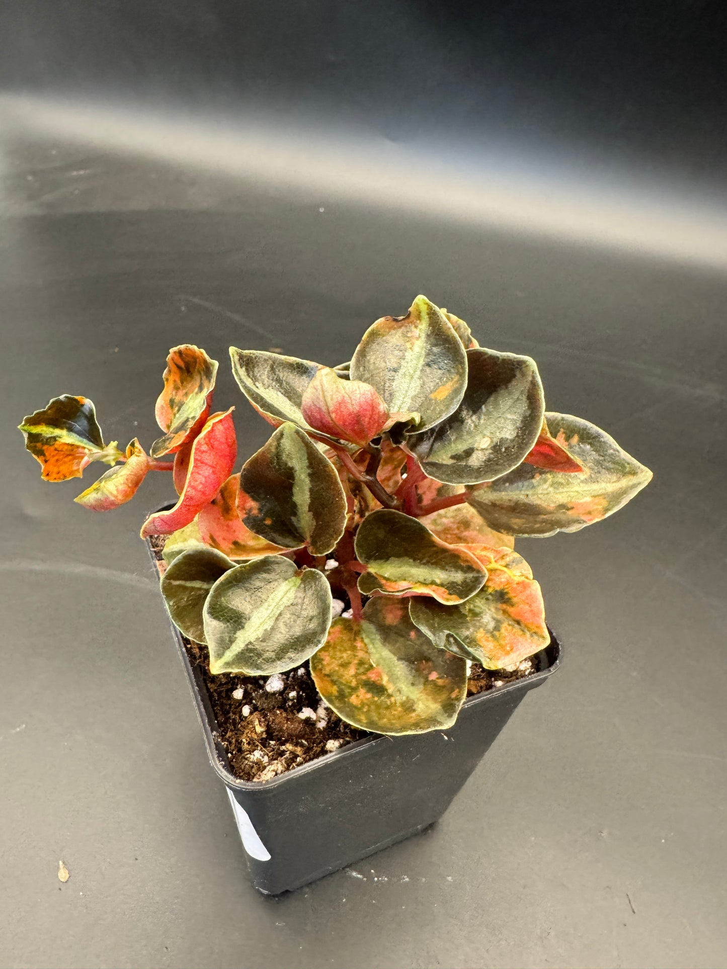 Peperomia Creme brulee