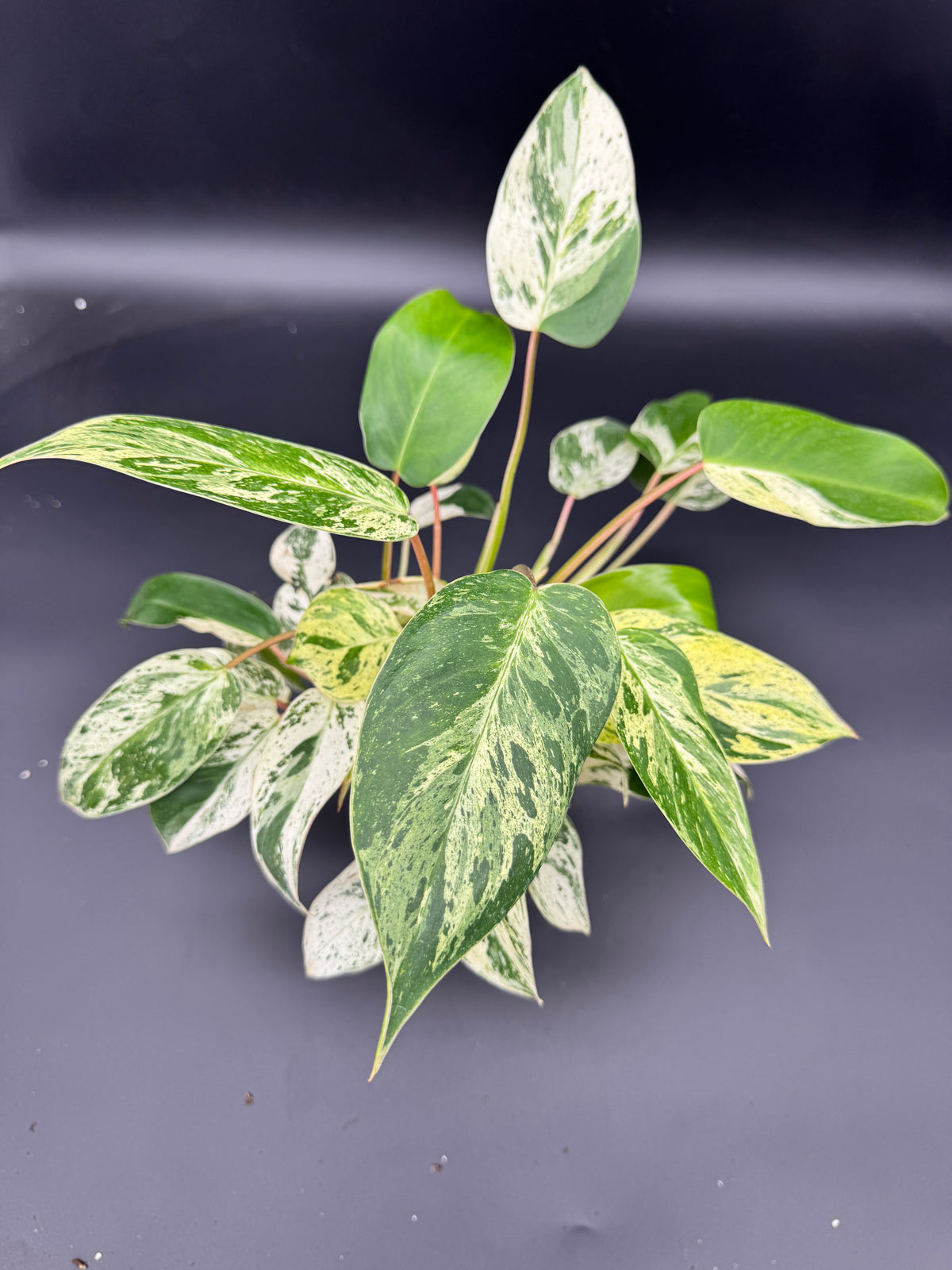 Philodendron Emerald Queen Variegata