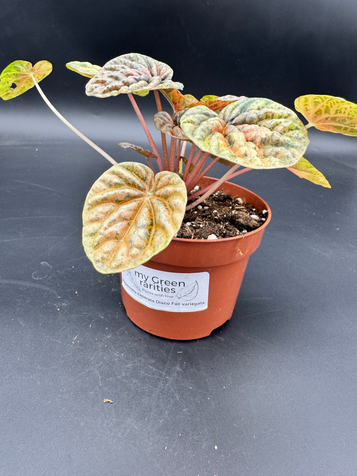 Peperomia caperata Disco Fall variegata