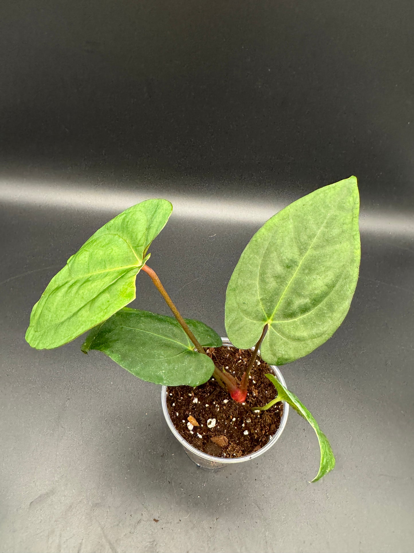 Anthurium papillilaminum x King of Spades