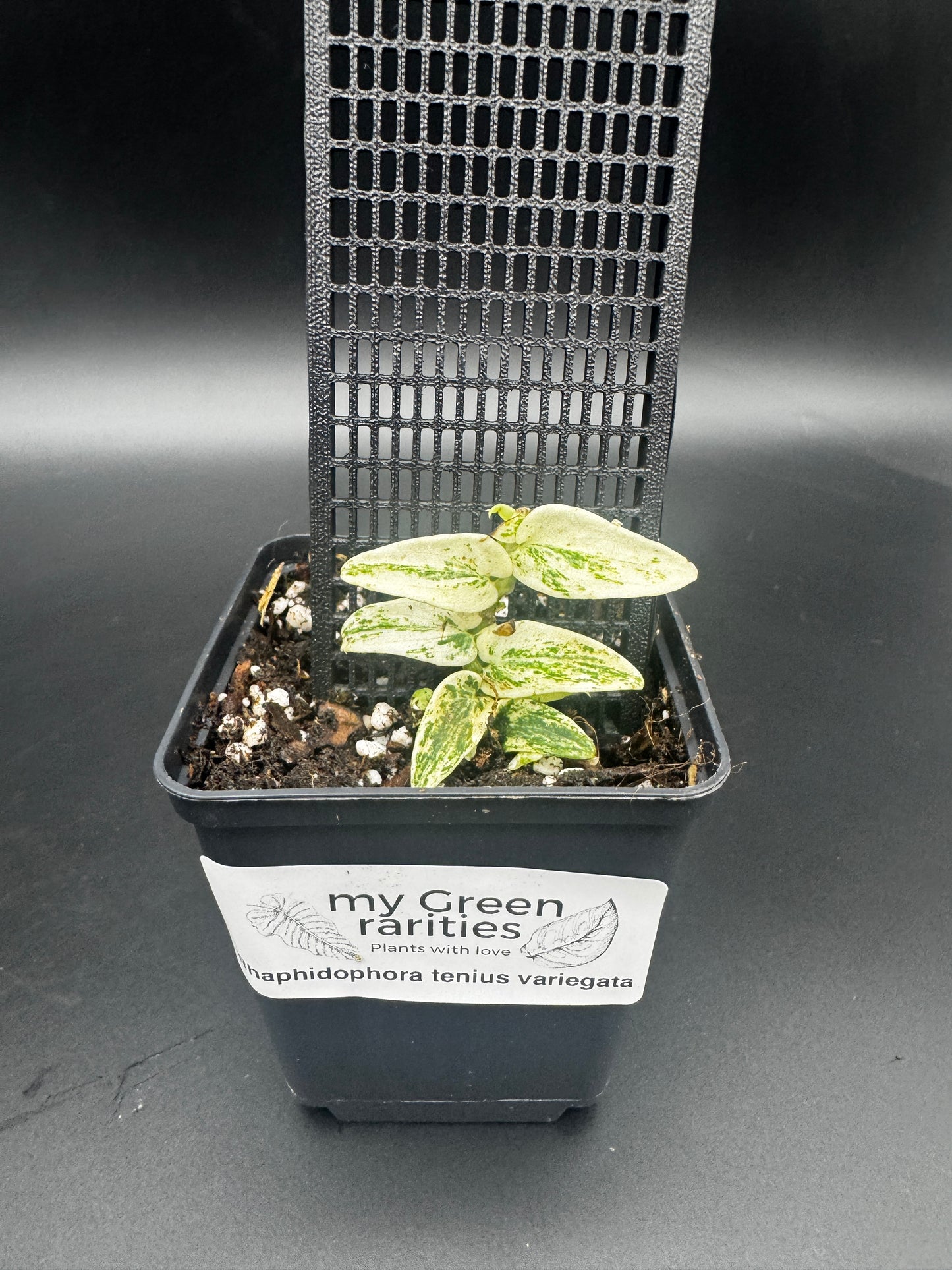 Rhaphidophora Tenuis Silver white Marble variegata