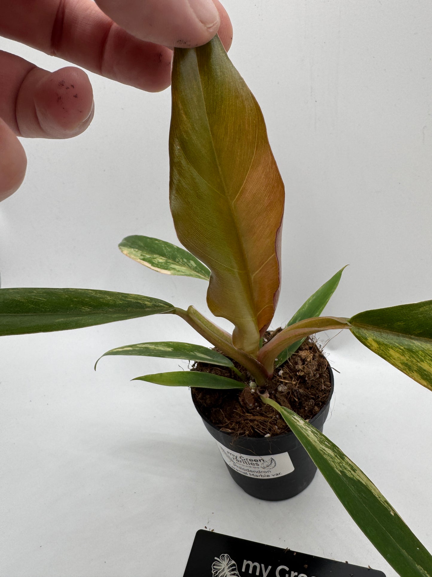 Philodendron caramel Marble variegata