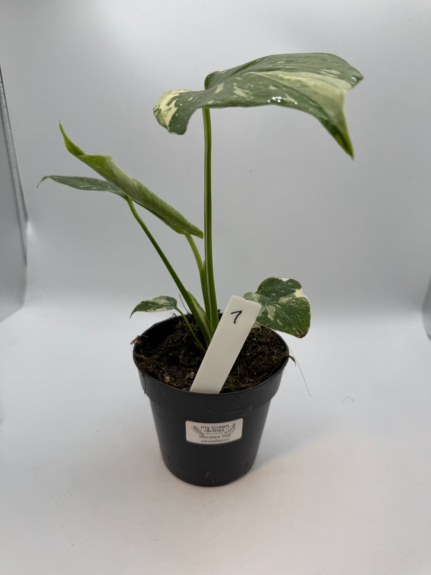 Monstera Thai constelation