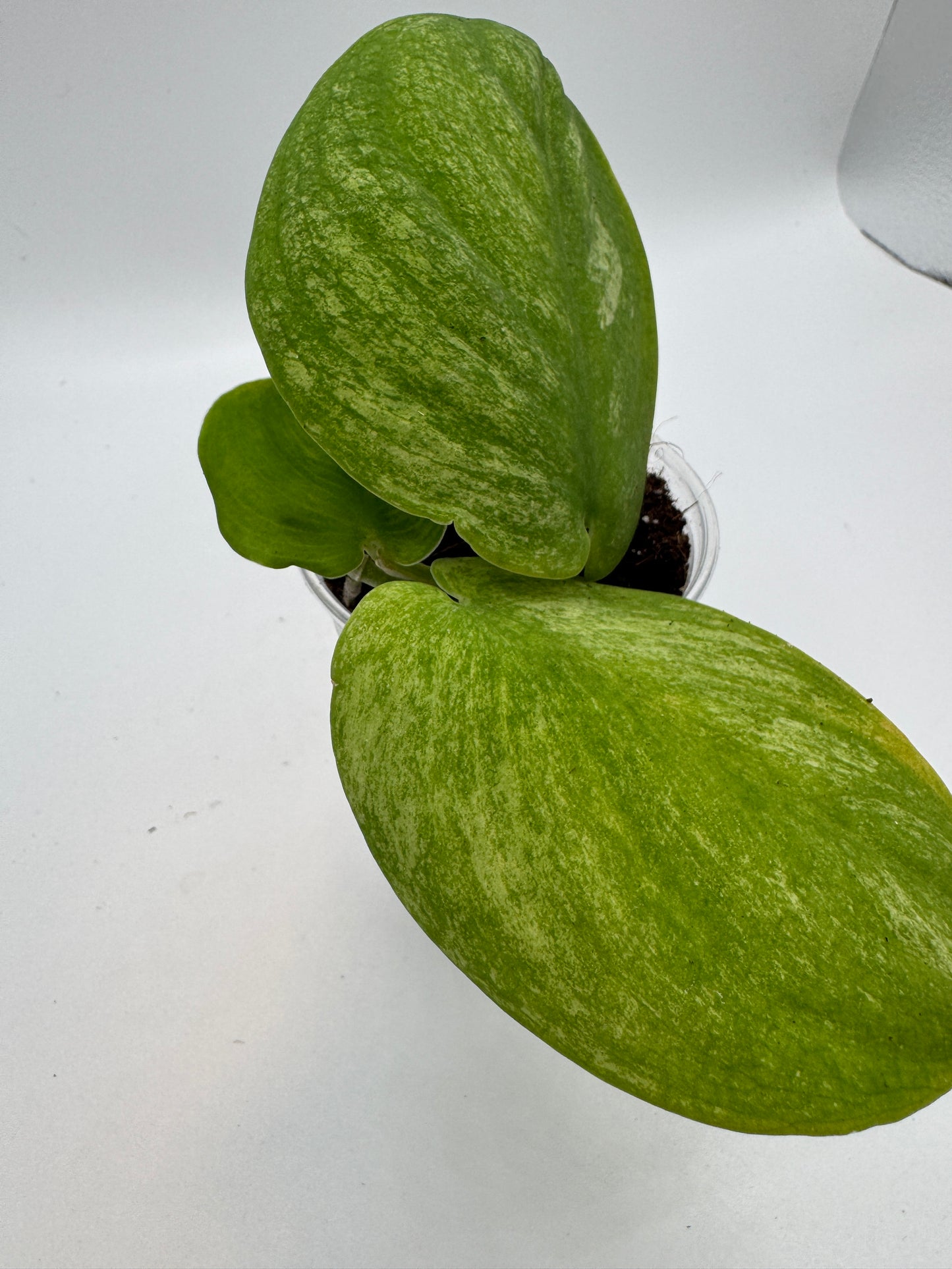 Scindapsus jade Satin golden mint variegata