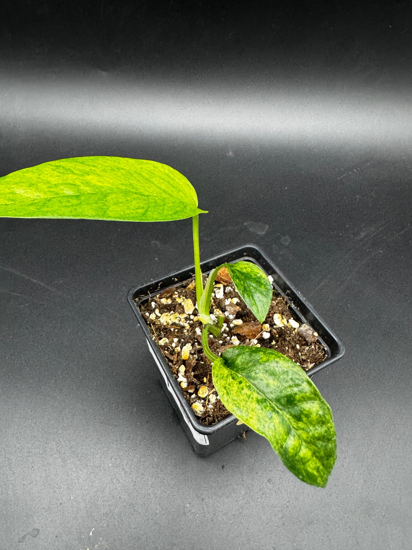 Epipremnum pinnatum mint variegata