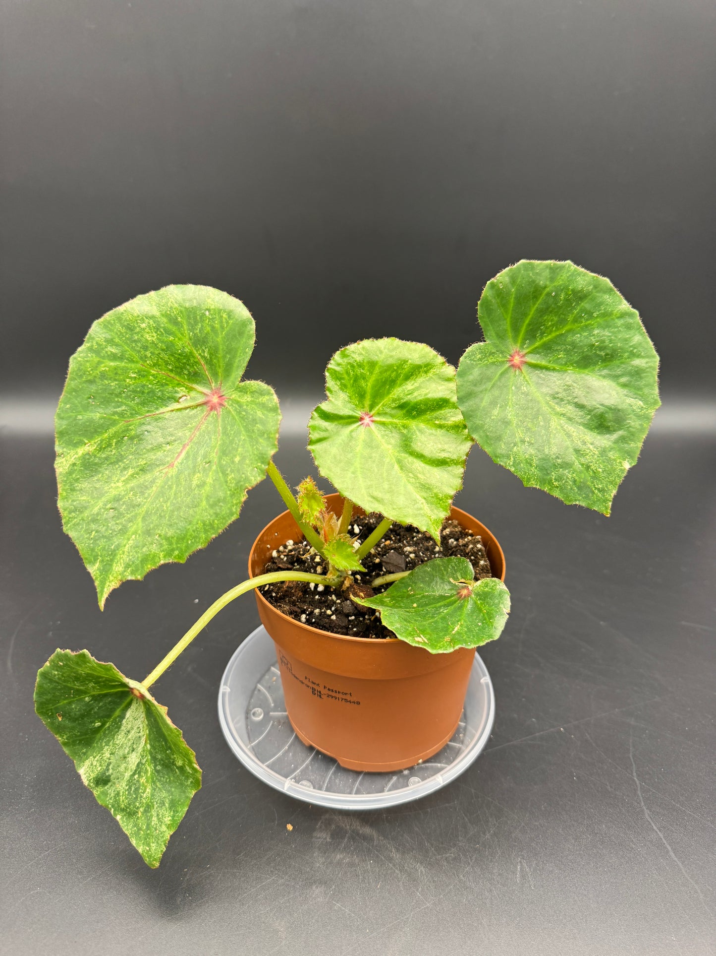 Begonia Rouge variegata