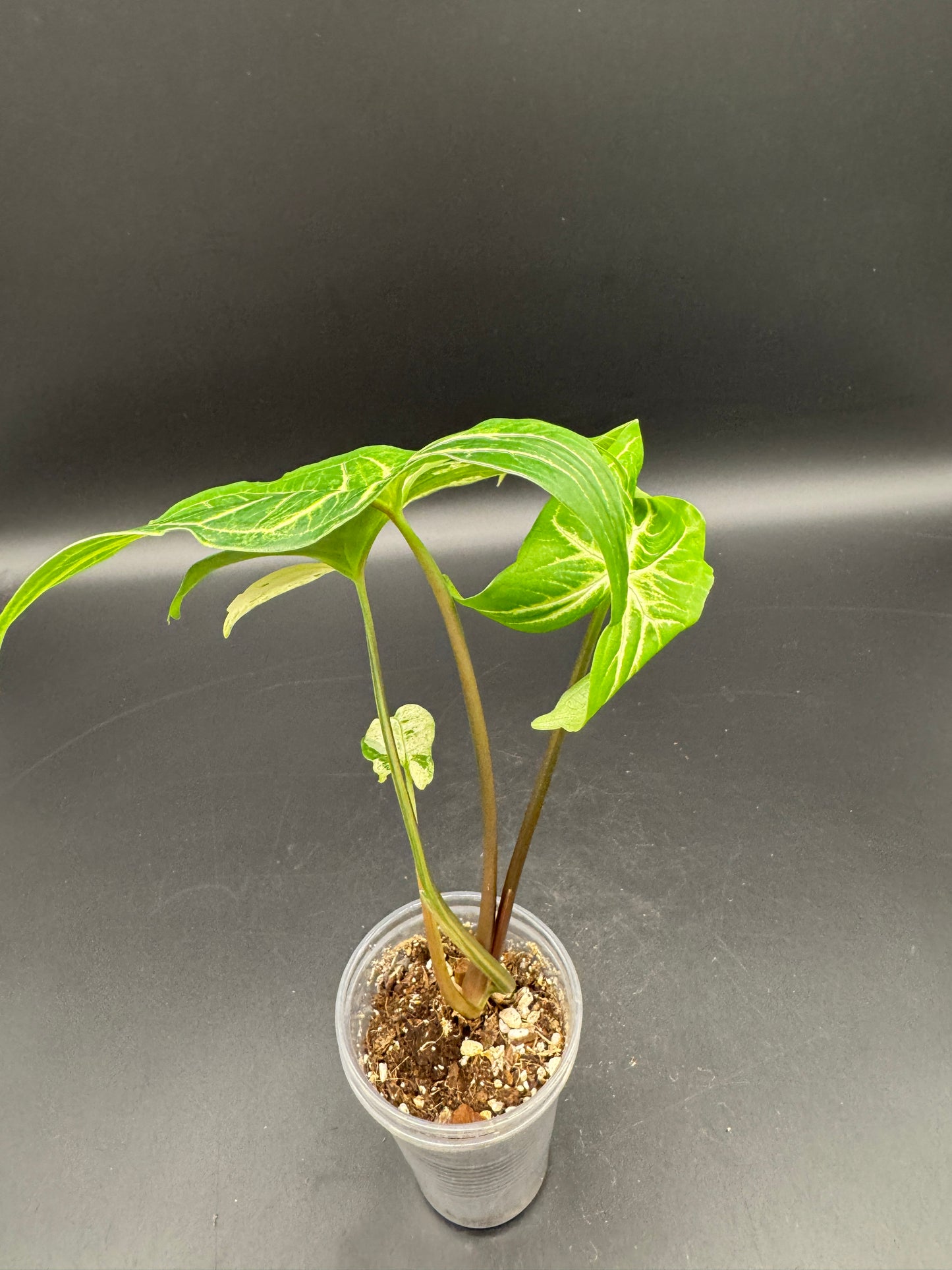 Syngonium batik variegata