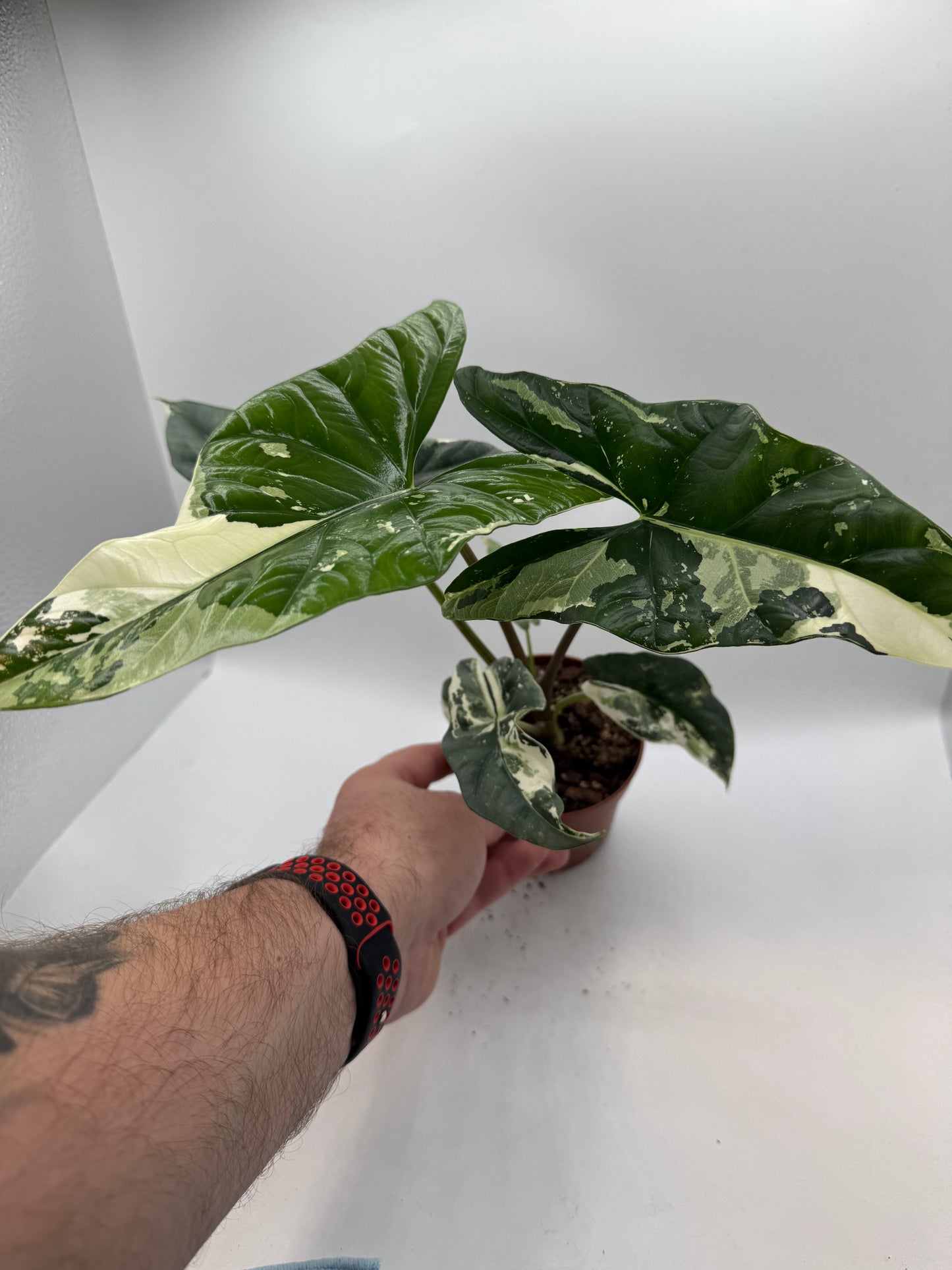 Alocasia simpo albo variegata