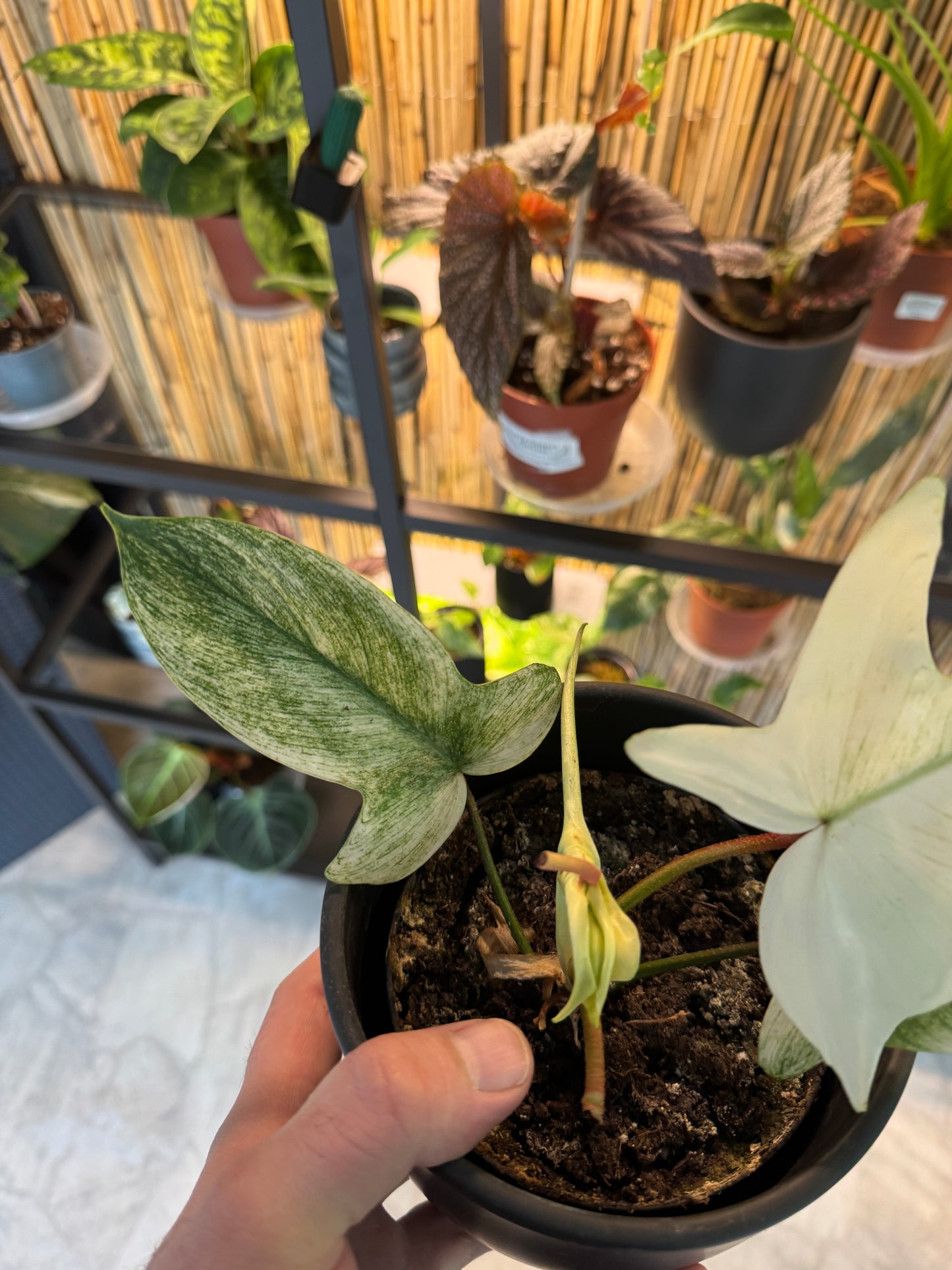 Philodendron Florida Ghost