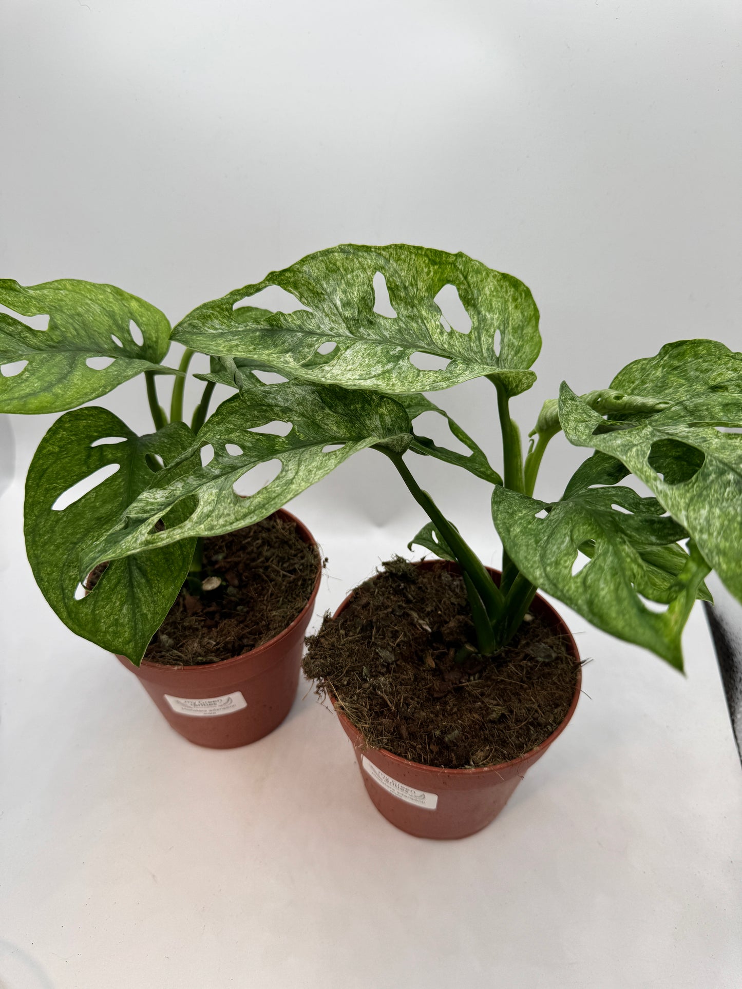 Monstera Adansonii mint