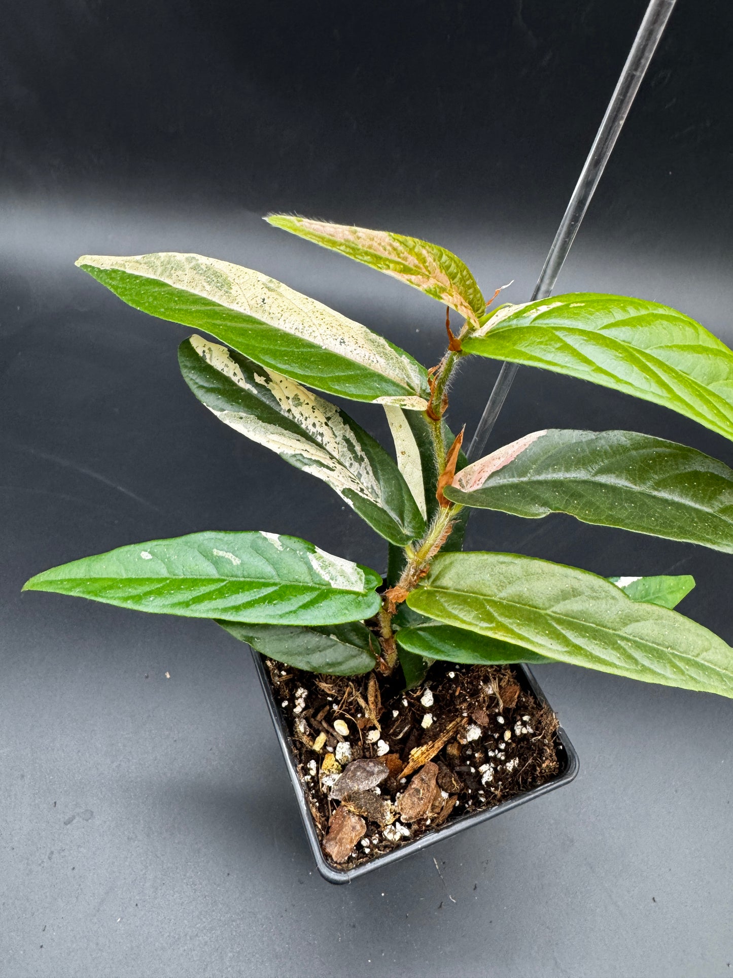 Ficus Sagittata Pink Variegata