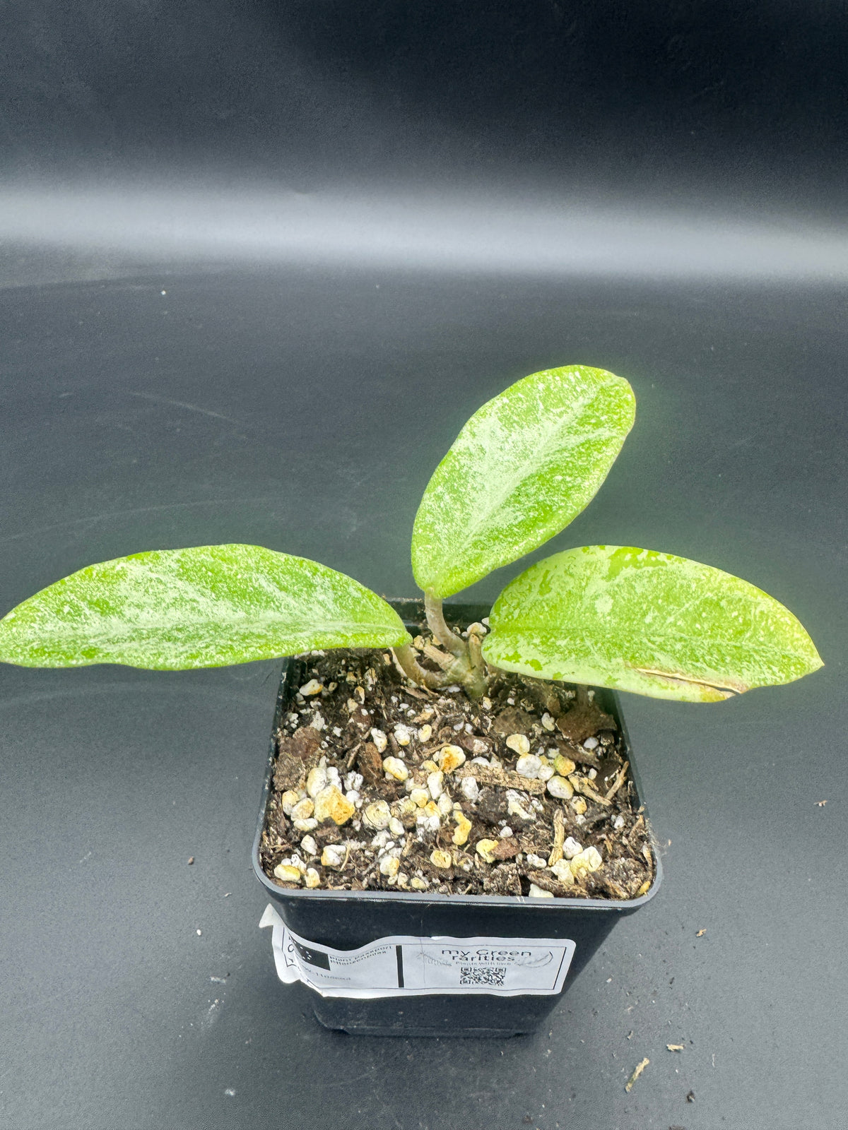 Hoya carnosa Nova Ghost