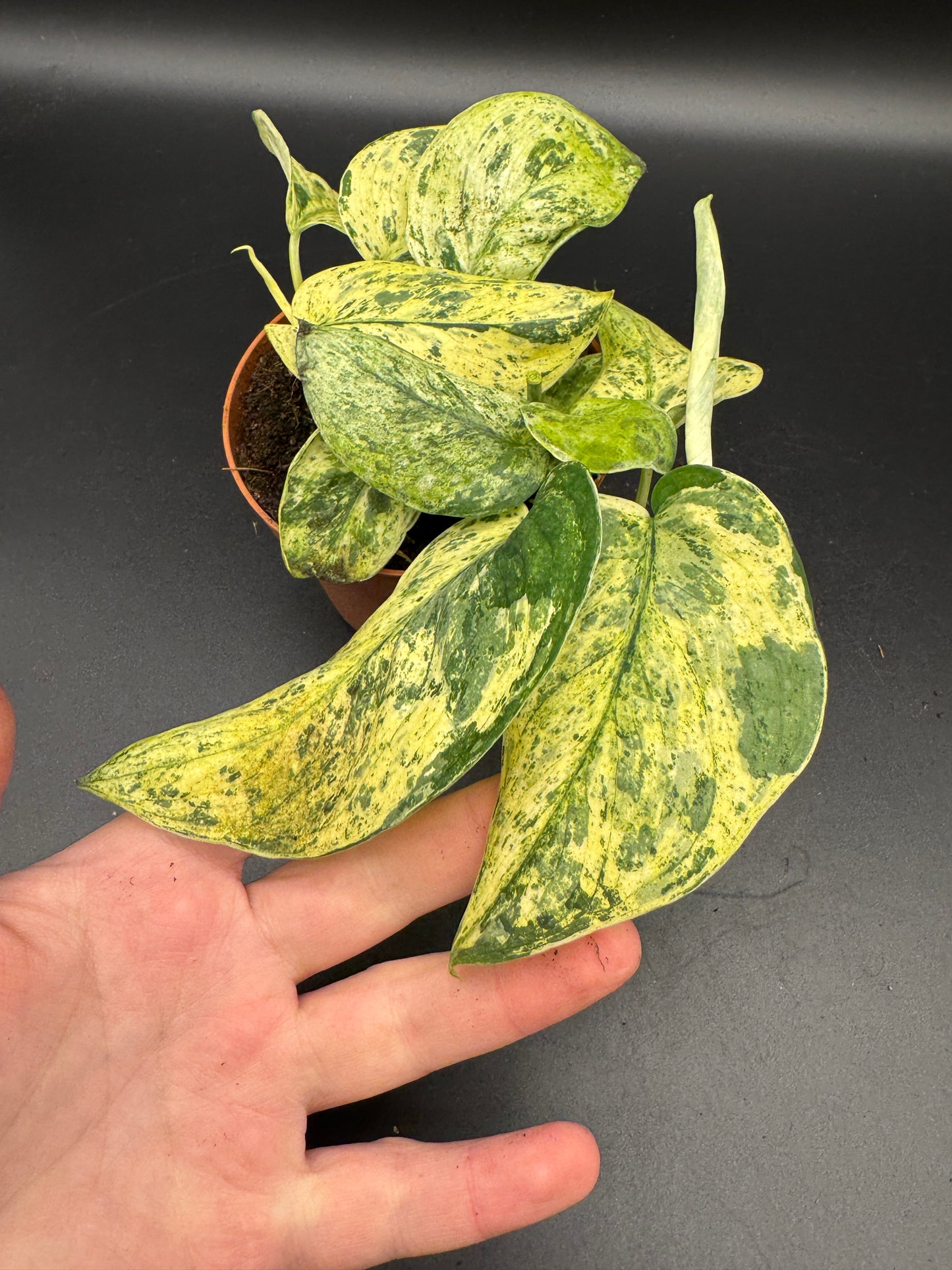 Scindapsus Jade Satin Creme brulee mit 2 Trieben