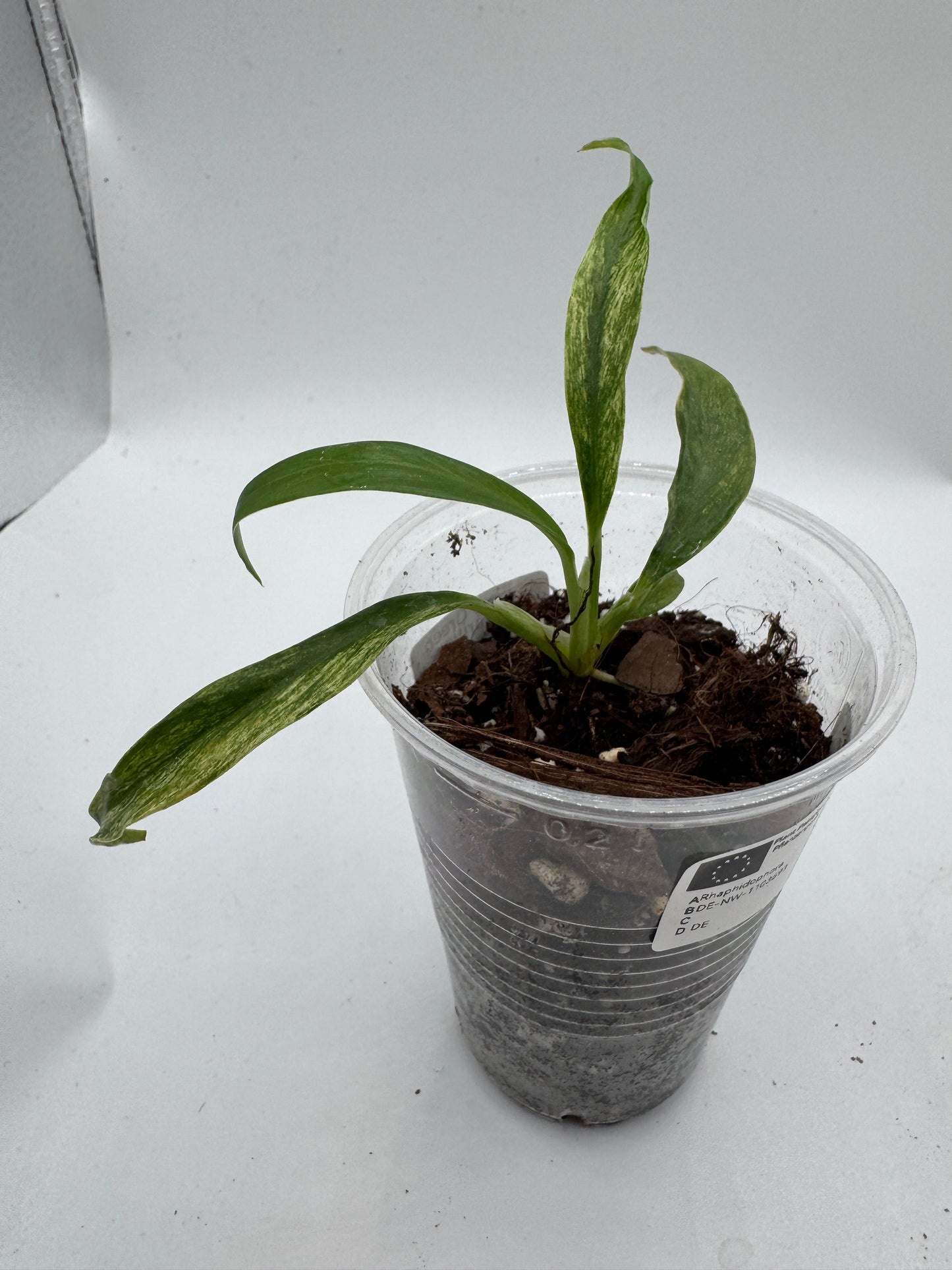 Rhaphidophora Megasperma variegata