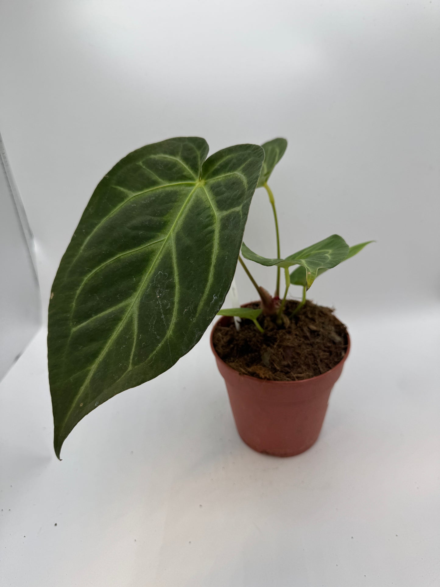 Anthurium magnificum
