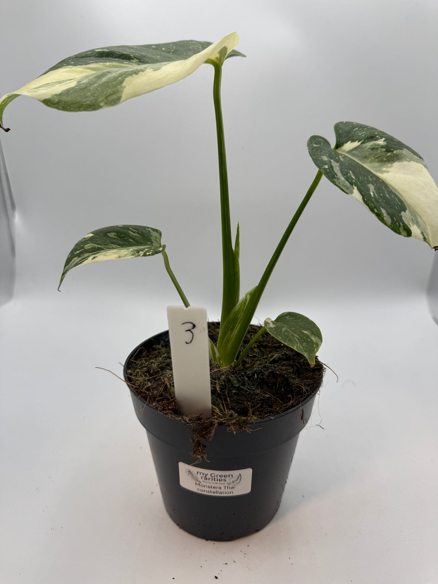 Monstera Thai constelation