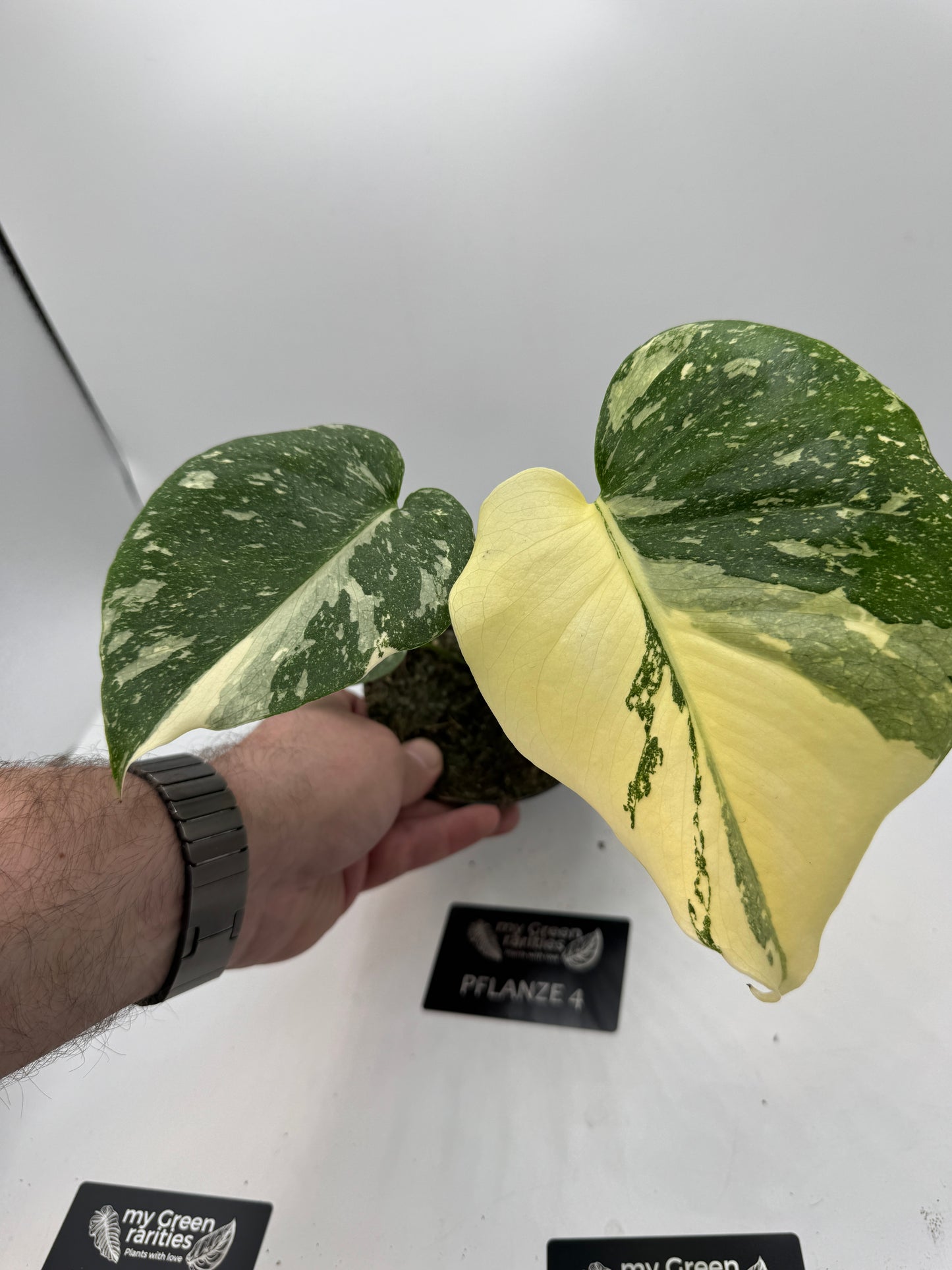 Monstera Thai constelation